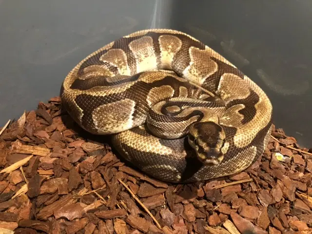 Enchi Specter het Desert ghost het Amur