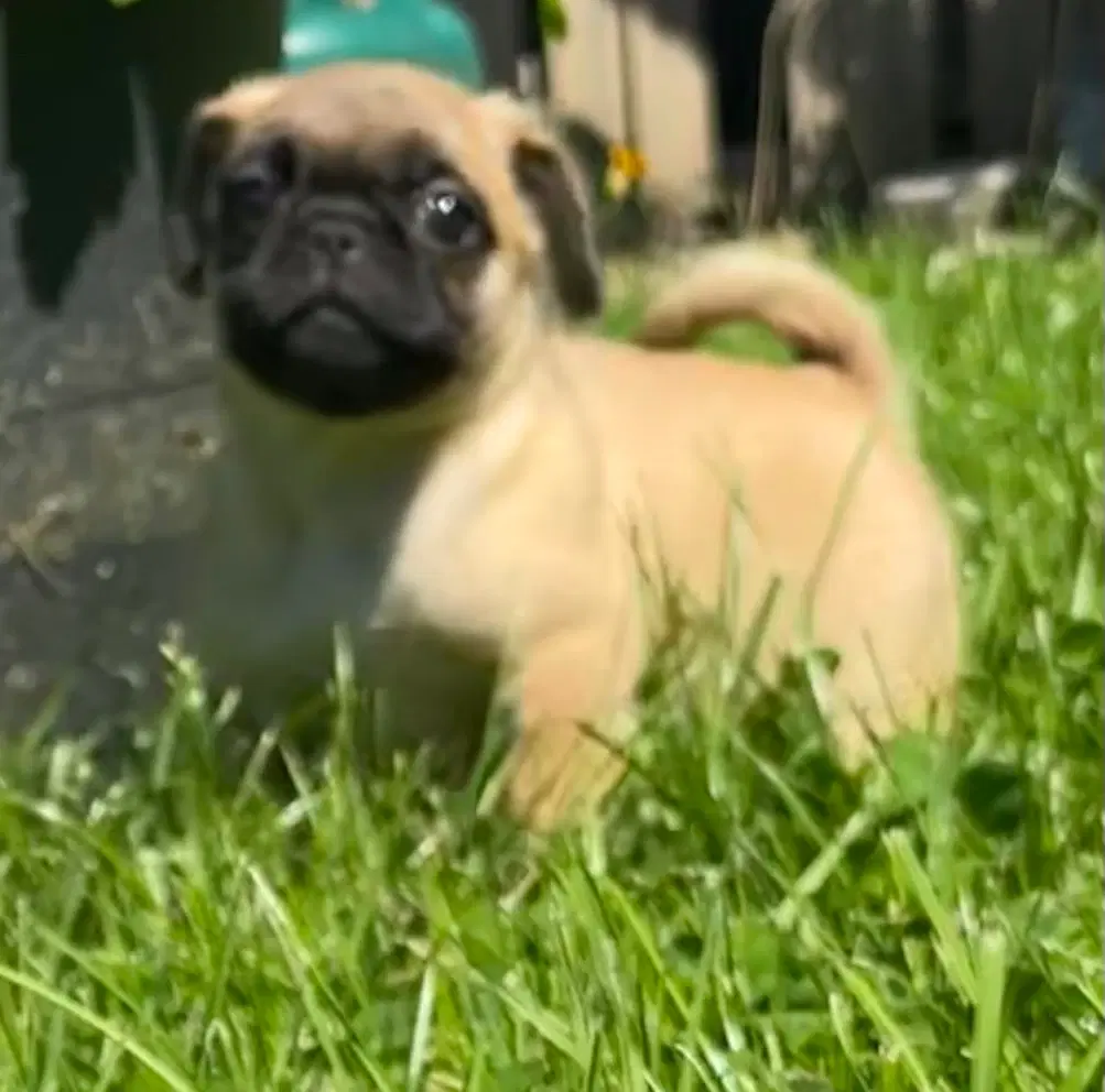 Pekingeser/mops blandingshvalpe