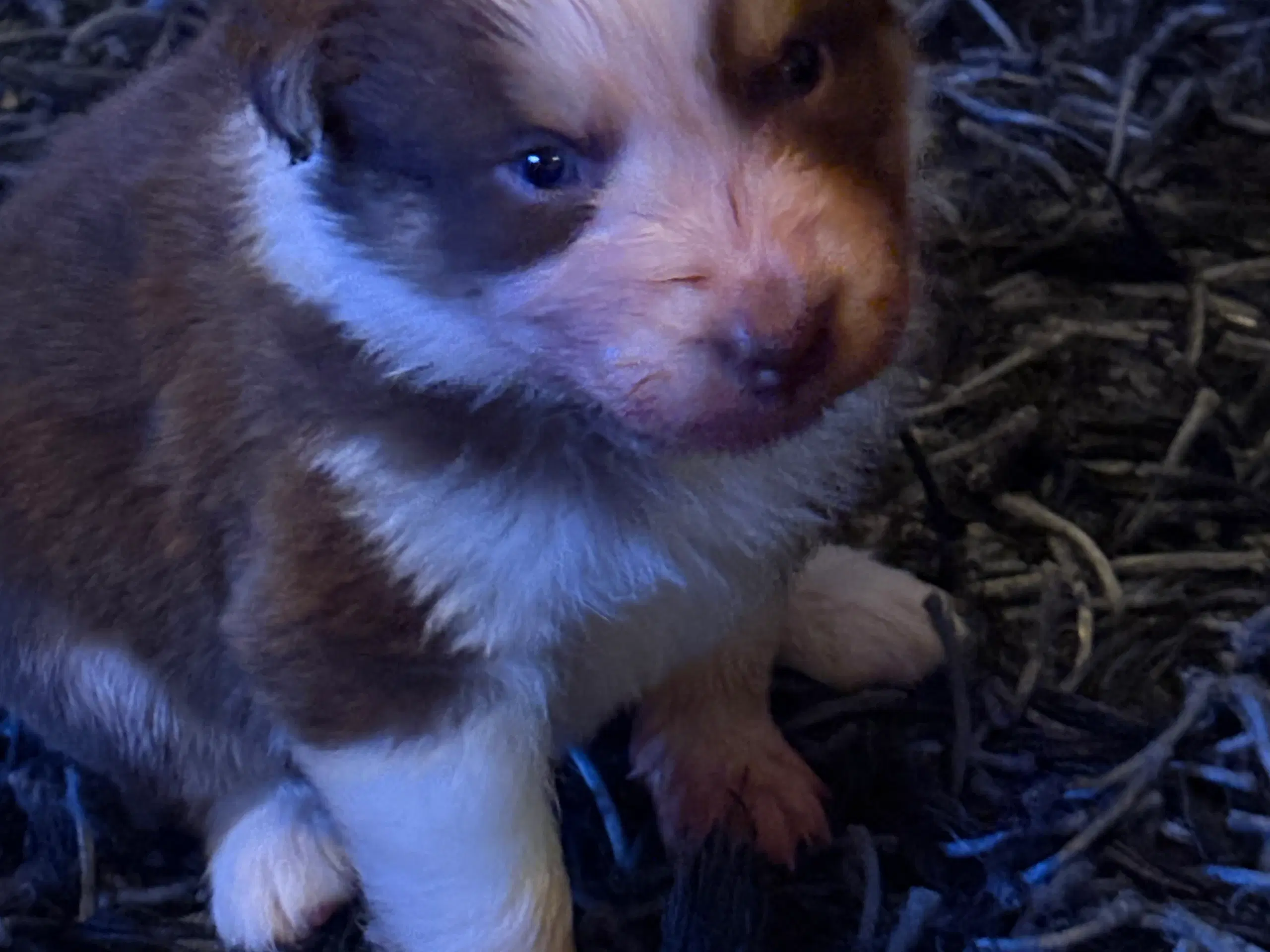 Australian Shepperd hvalpe