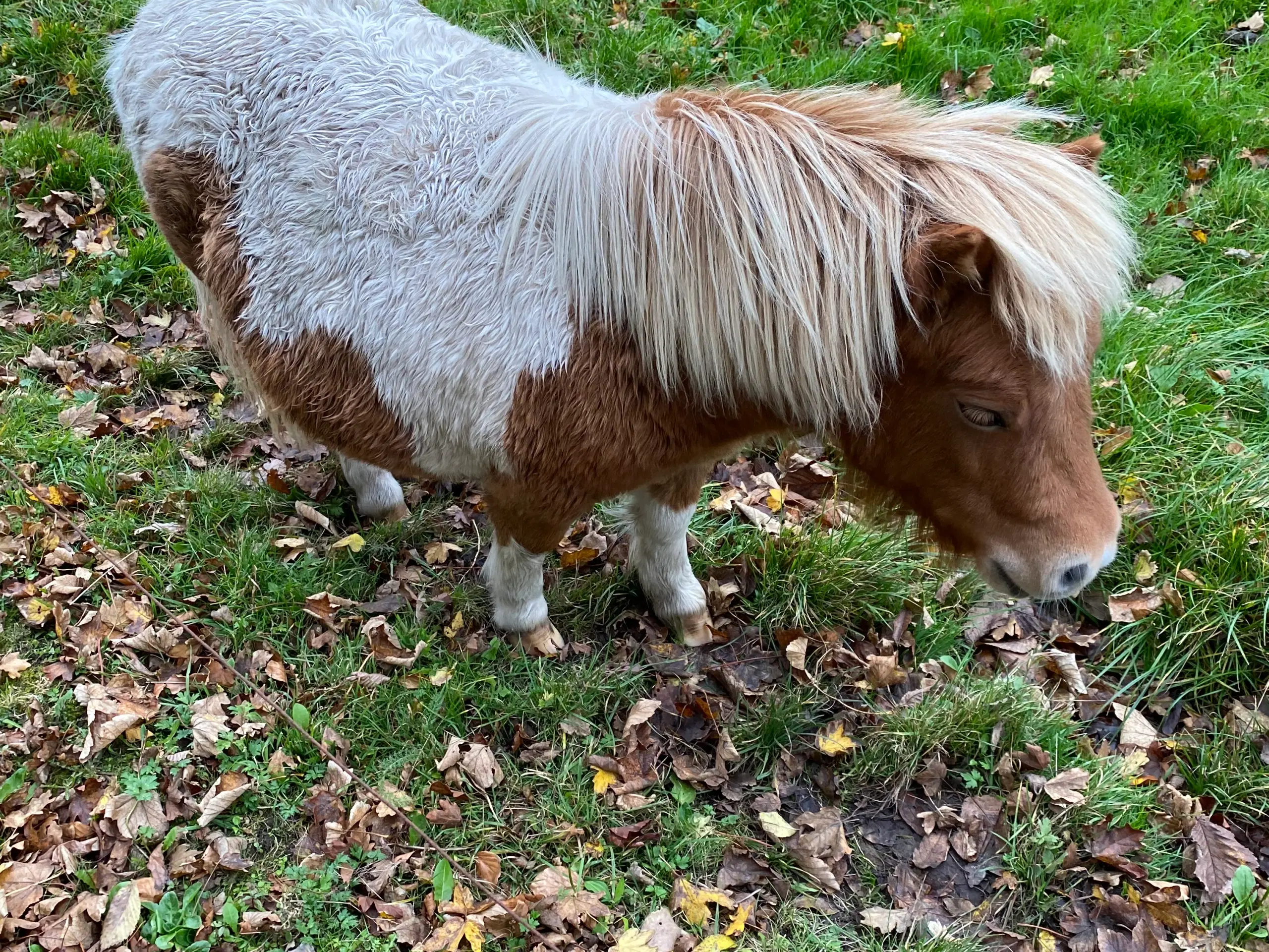 Shetslandspony en dreng 1 år gammel