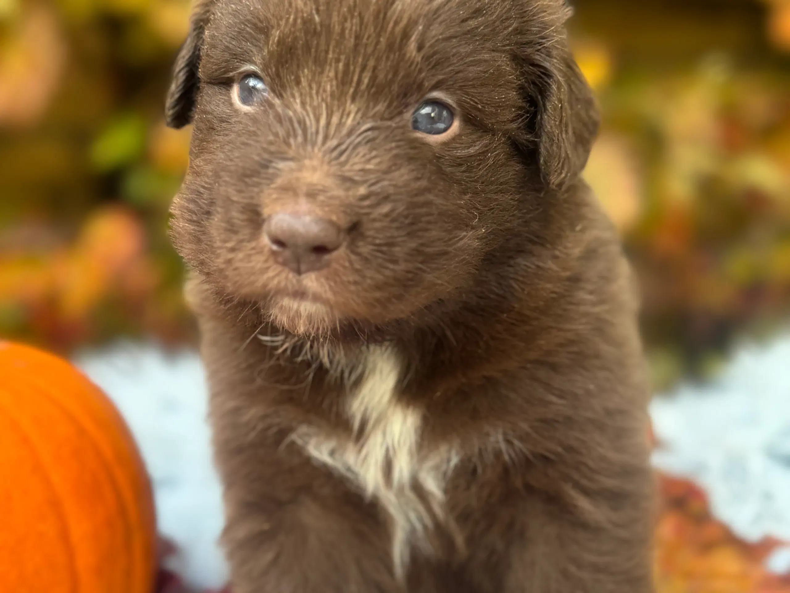 Australian shepherd/newfoundlænder hvalpe