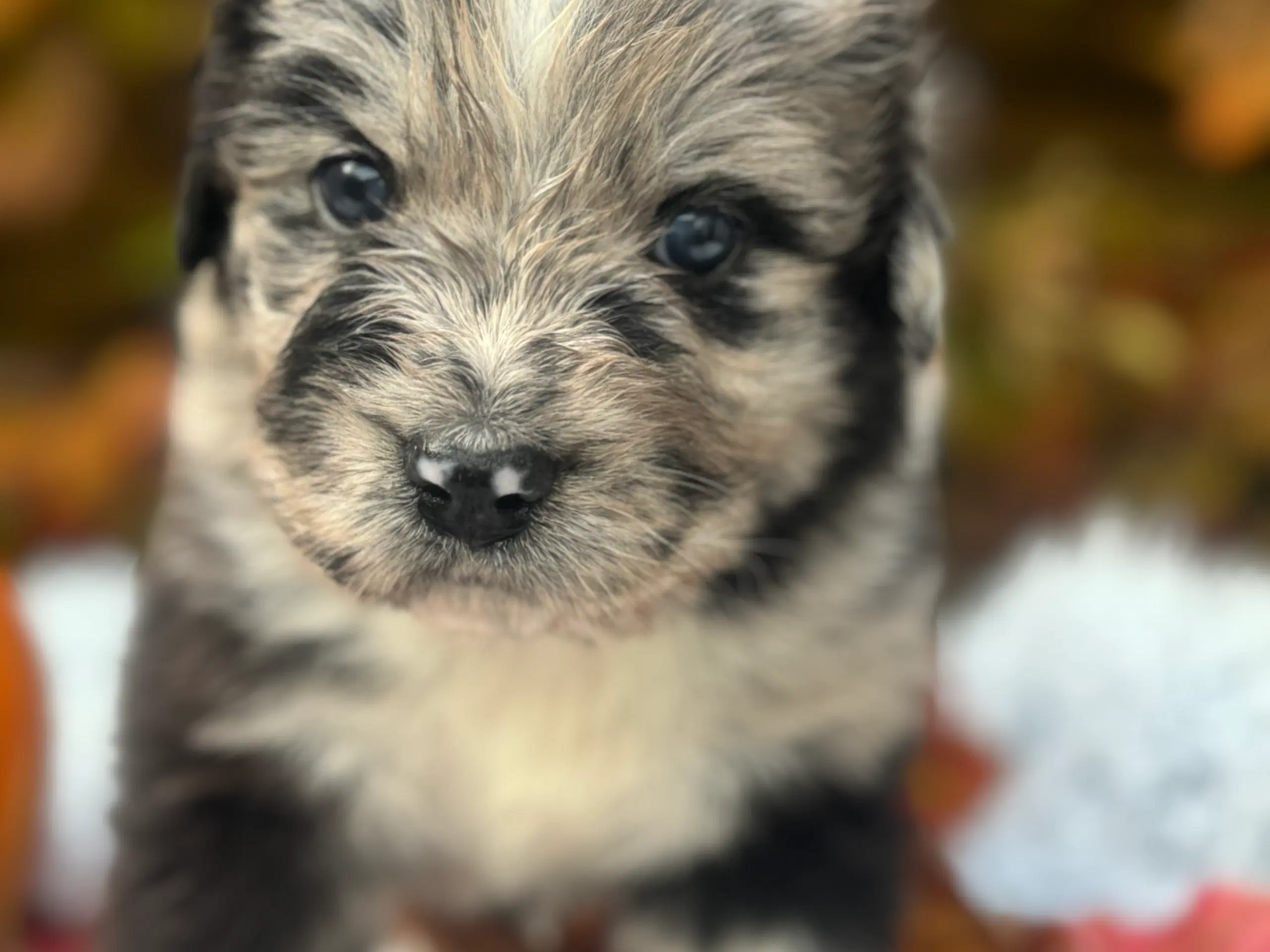 Australian shepherd/newfoundlænder hvalpe