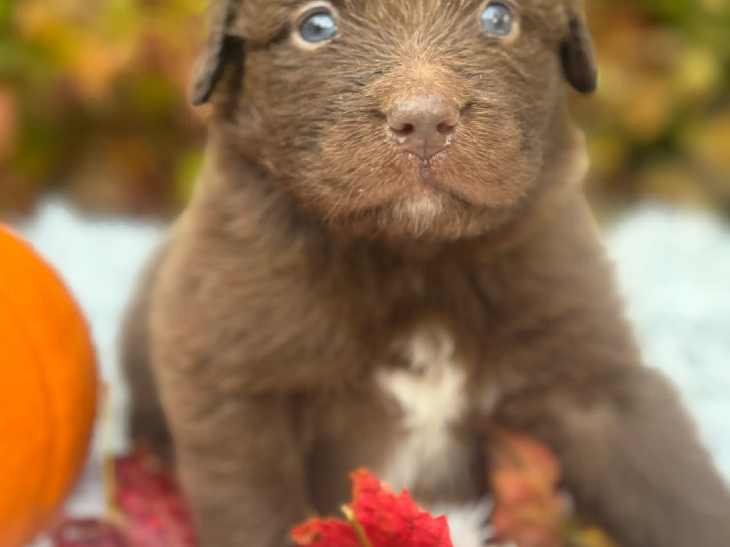 Australian shepherd/newfoundlænder hvalpe