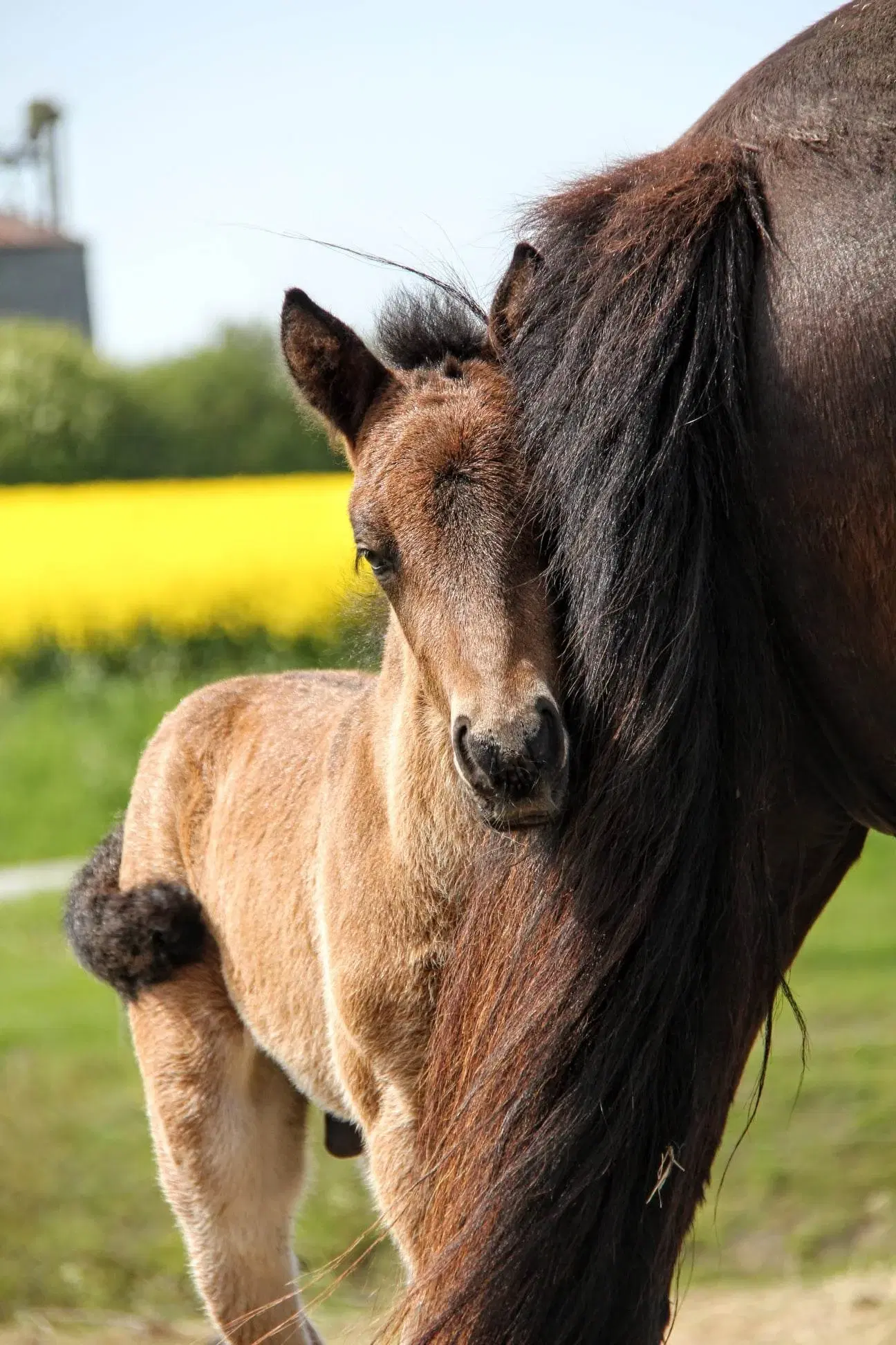 Avl - Stævne eller Luksus ridehest <3