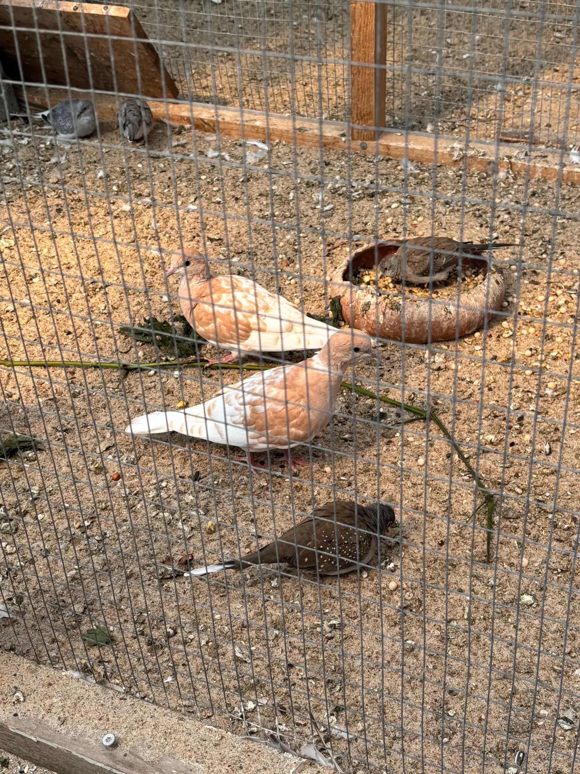 Ringnecked doves (Trylleduer)