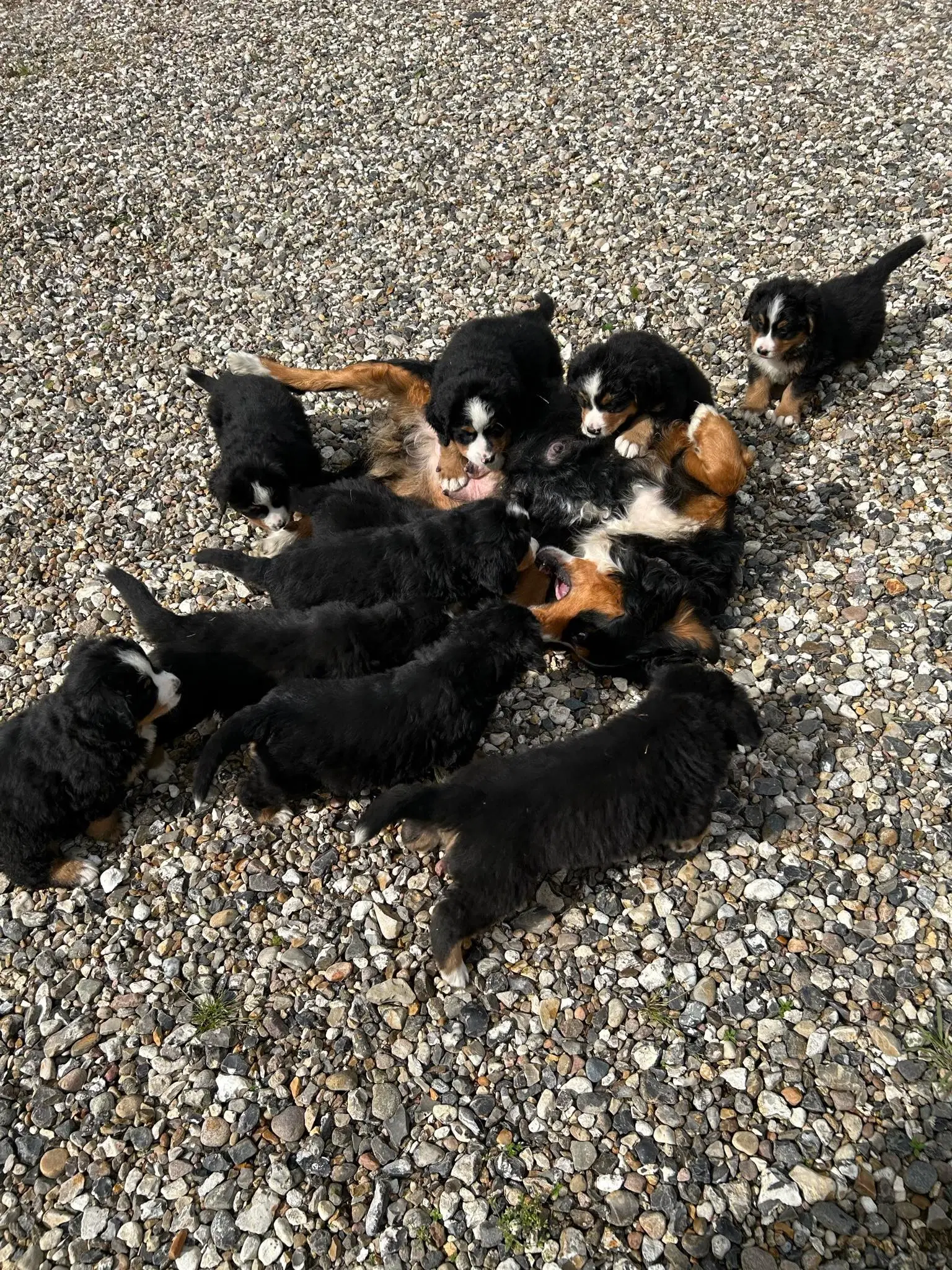 Skønne Berner Sennen hvalpe