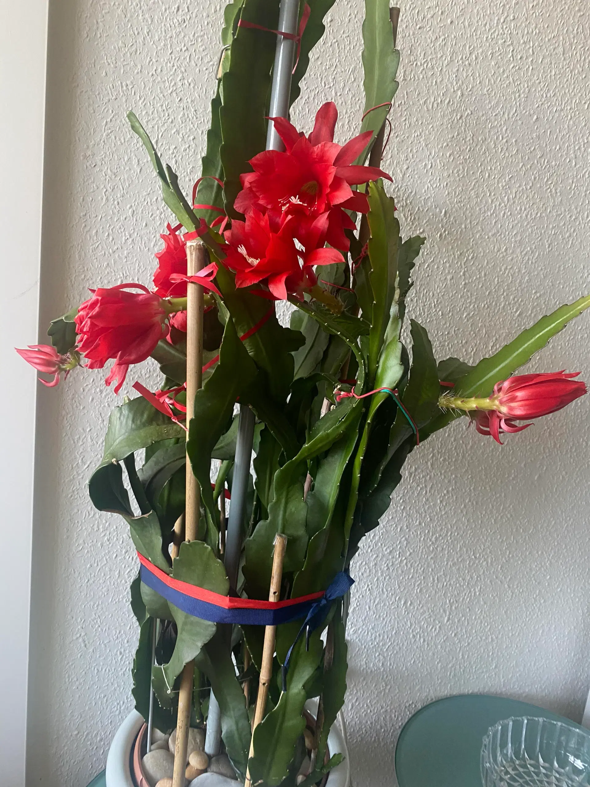 Epiphyllum stor potter  blomst