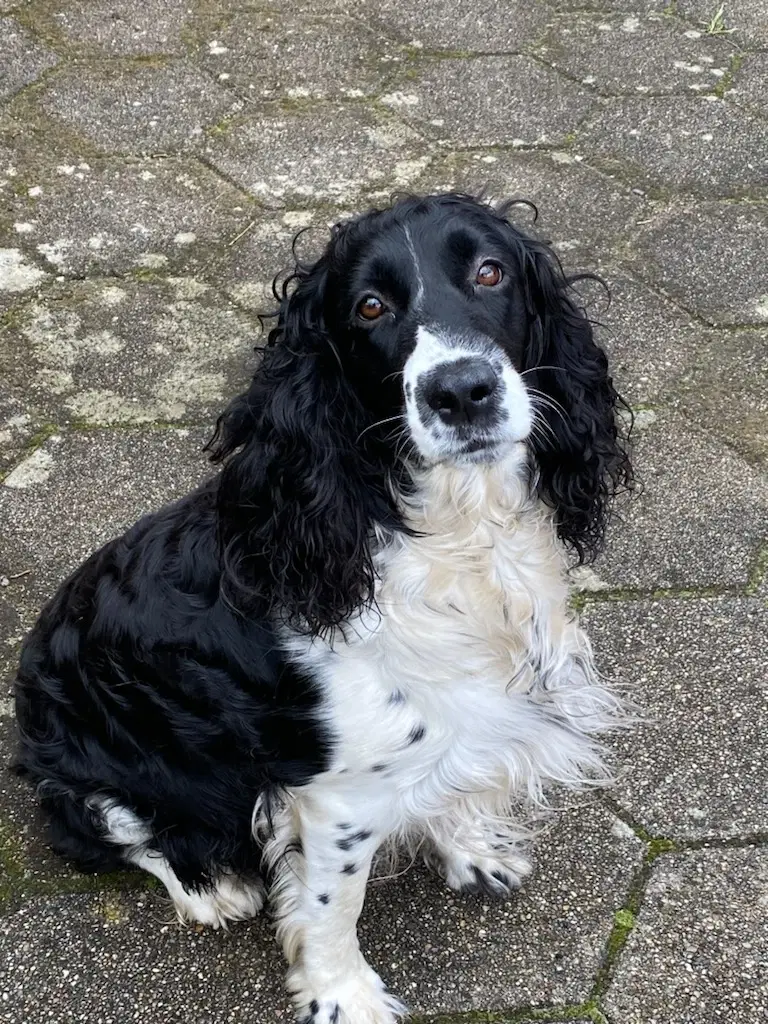 Engelsk springer Spaniel hvalpe