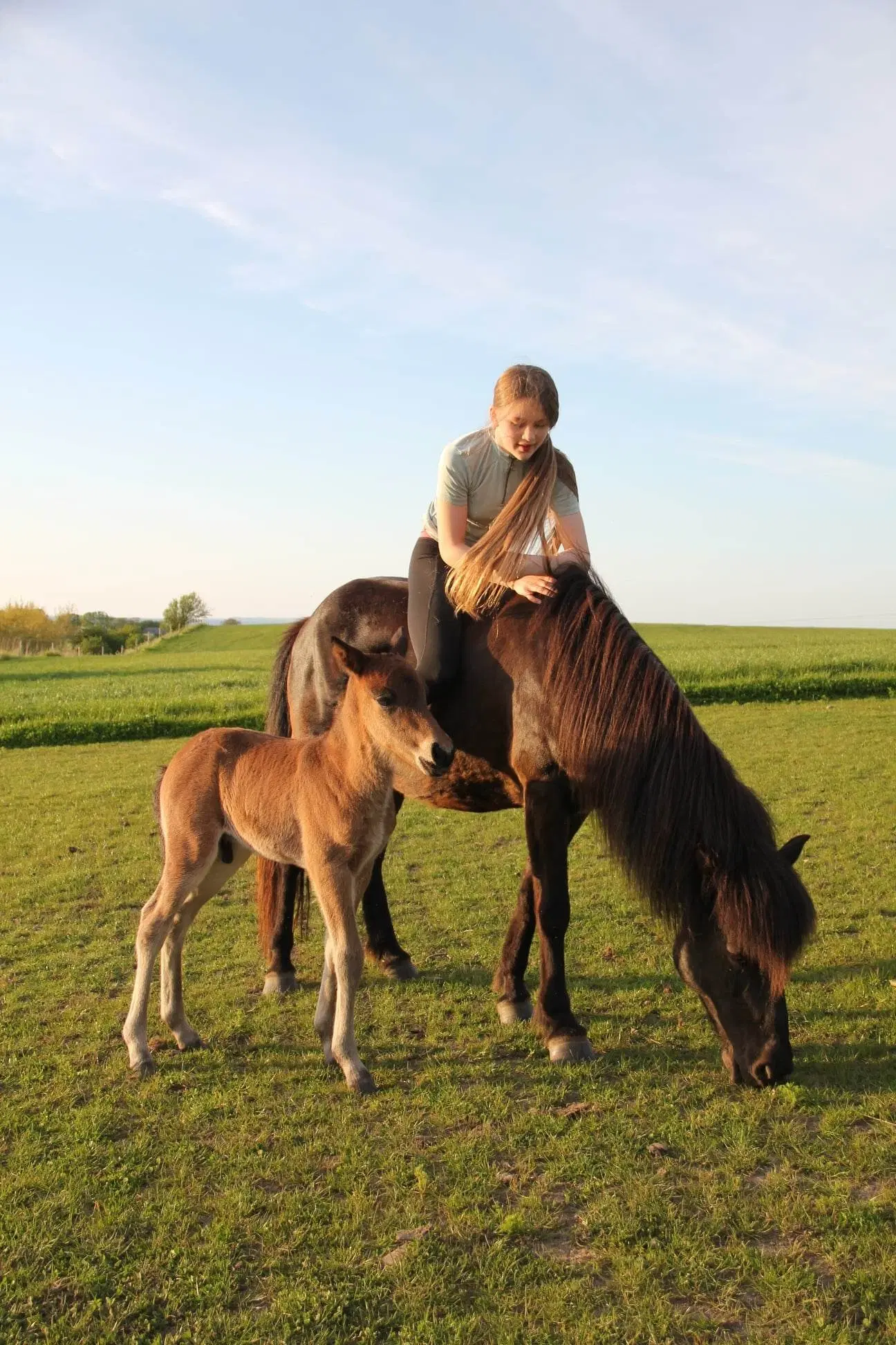 Avl - Stævne eller Luksus ridehest <3