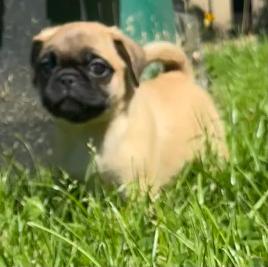 Pekingeser/mops blandingshvalpe