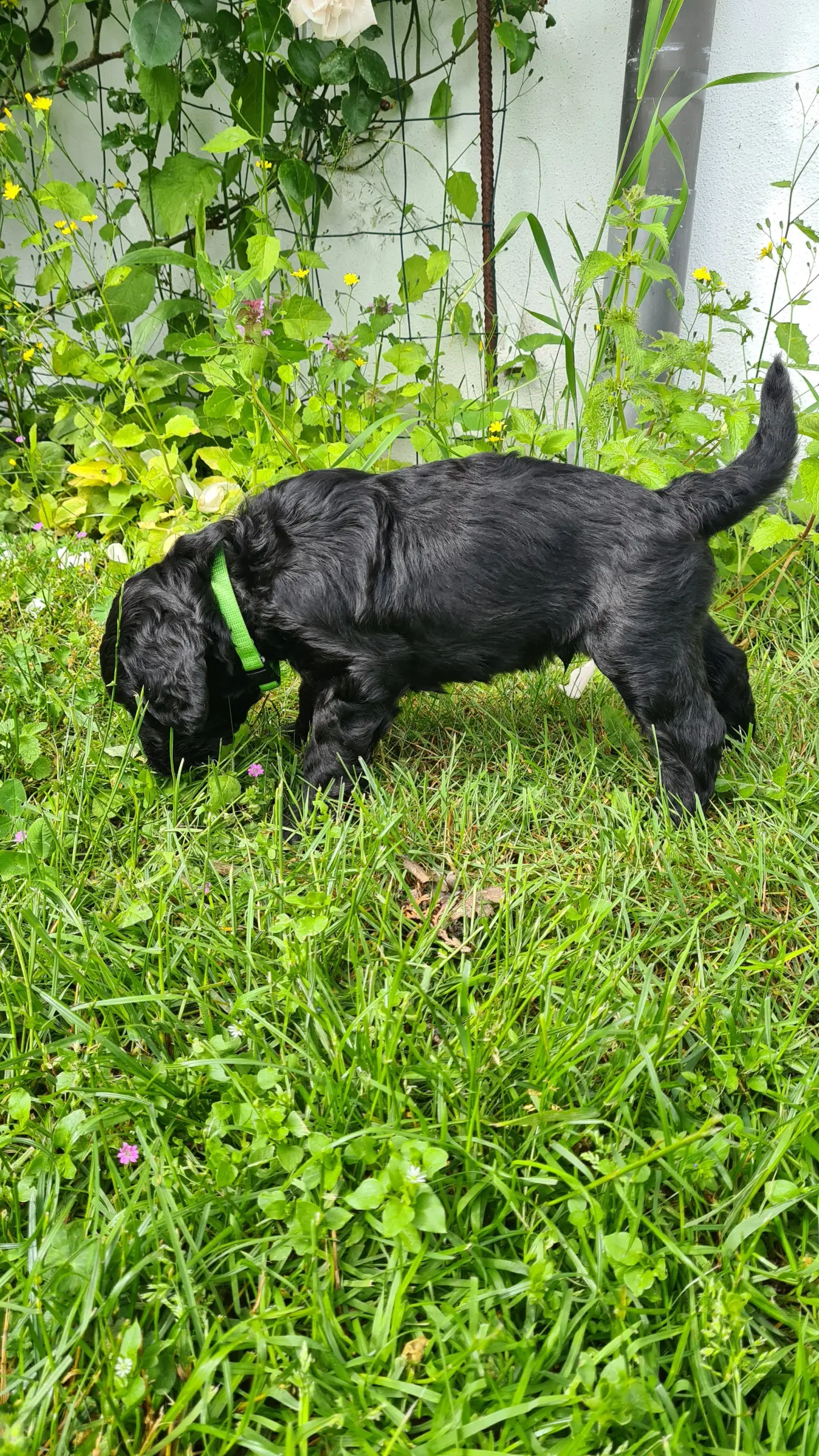 Hvalpe - labradoodles