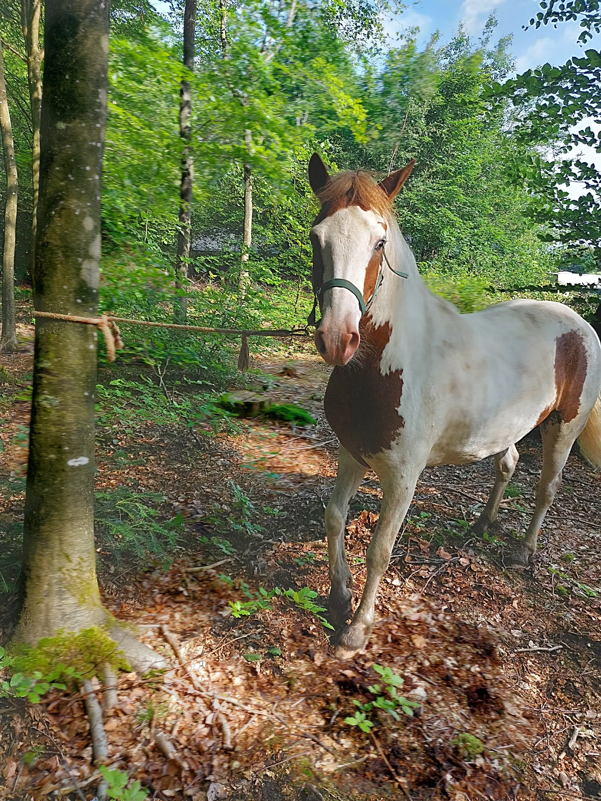 Pinto vallak 5 år