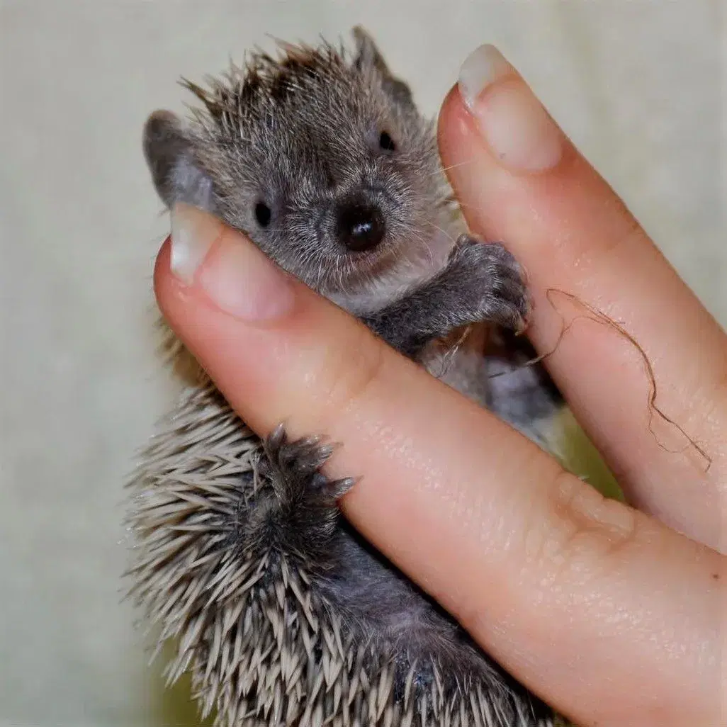 Tenrec