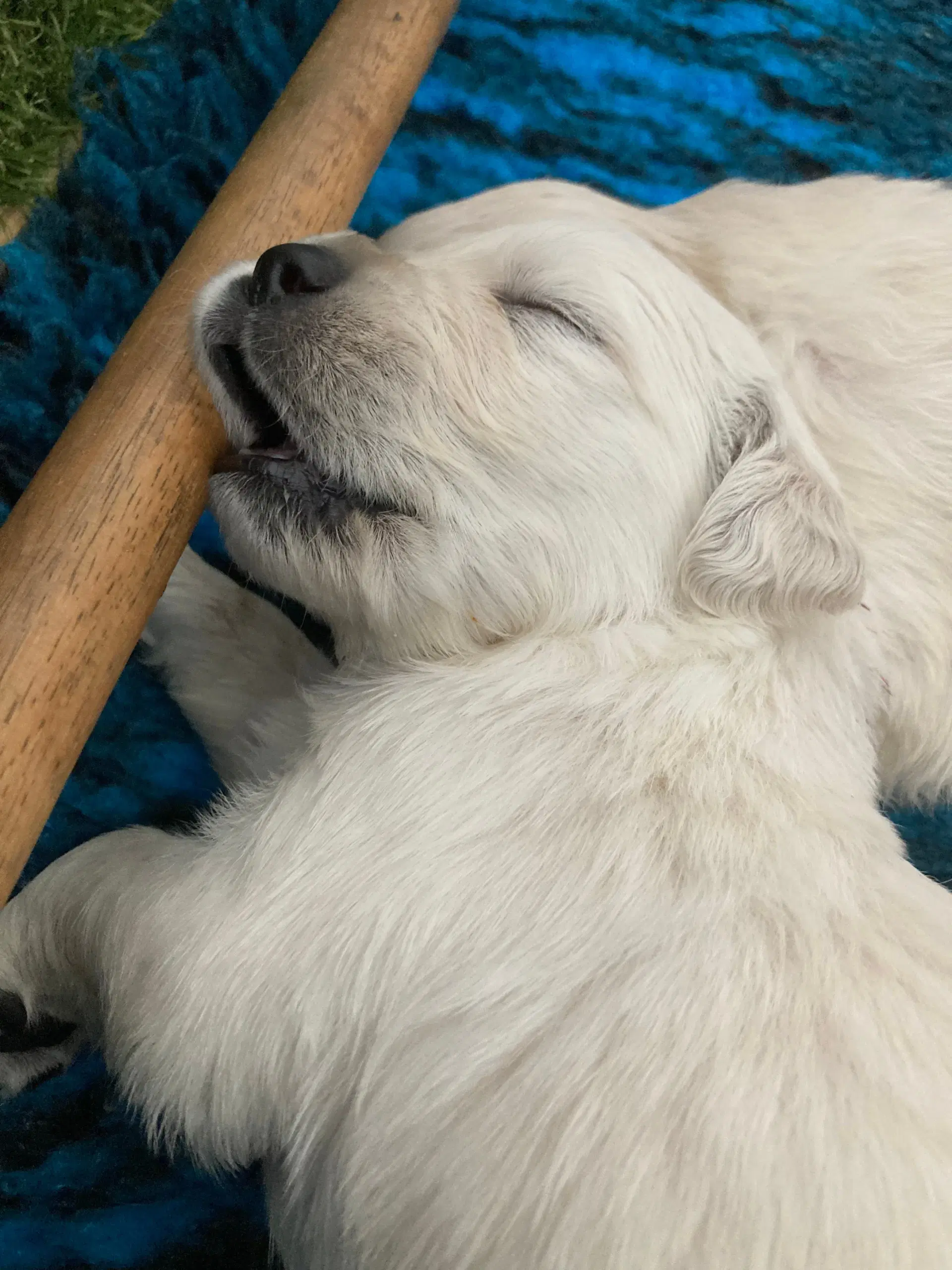 Golden retriever hvalpe