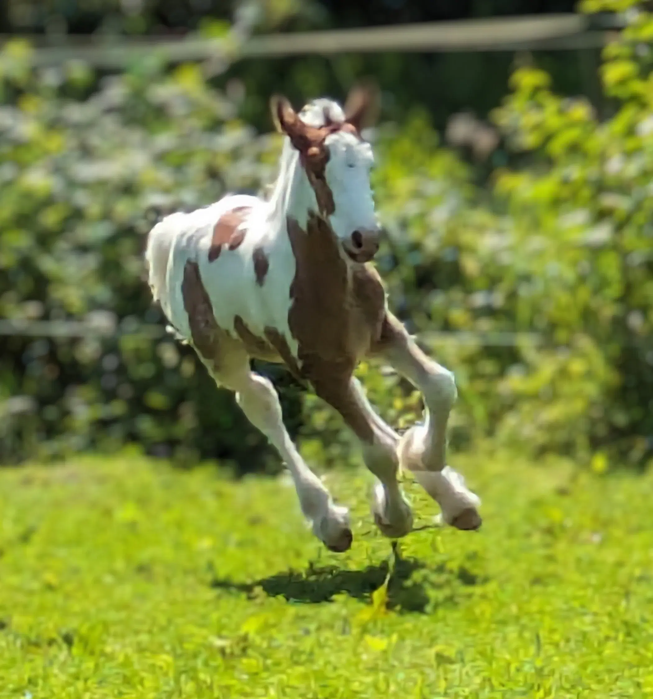 Tinker /Irish cob hoppe føl