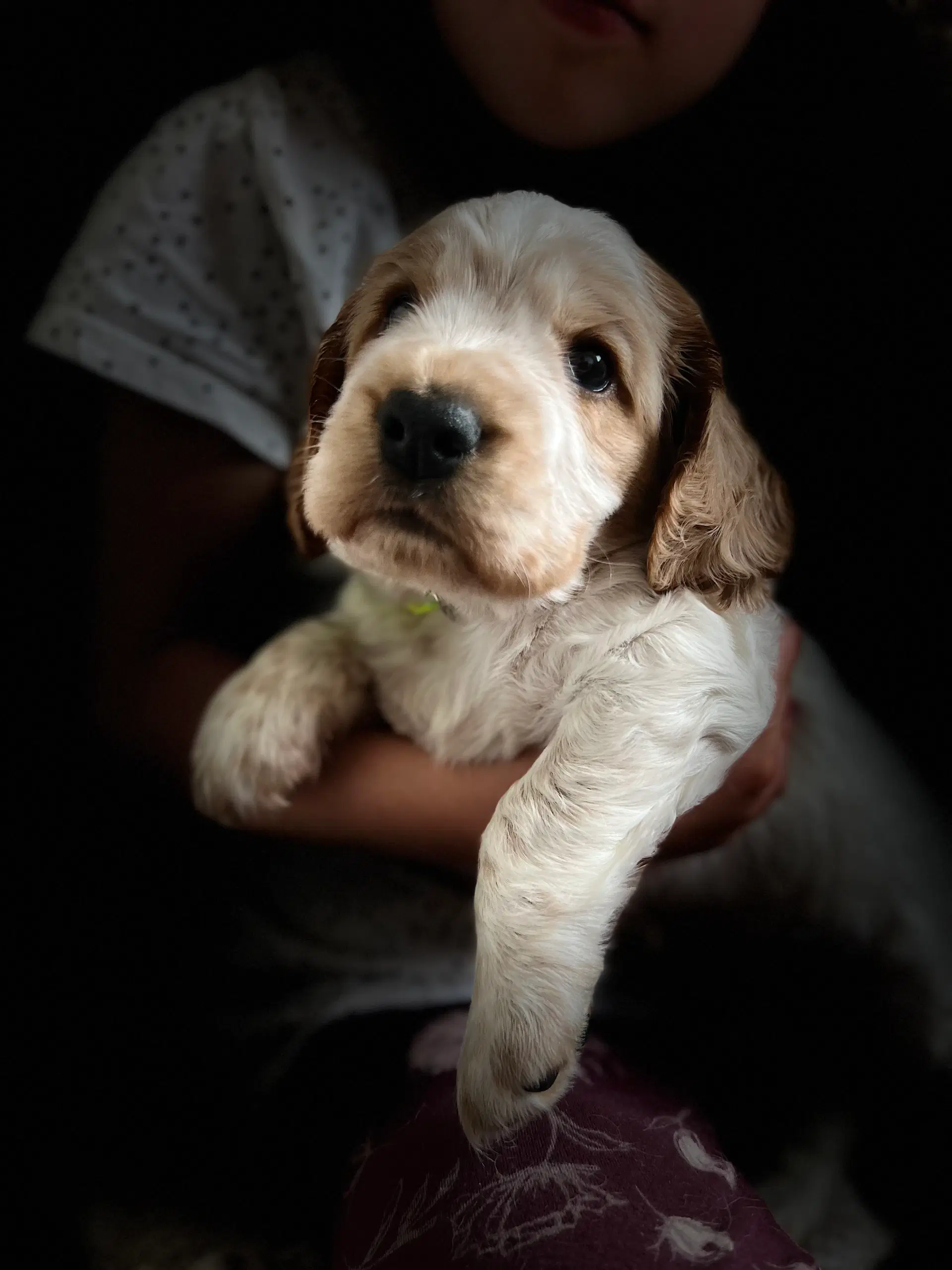 Racerene Engelsk Cocker Spaniel