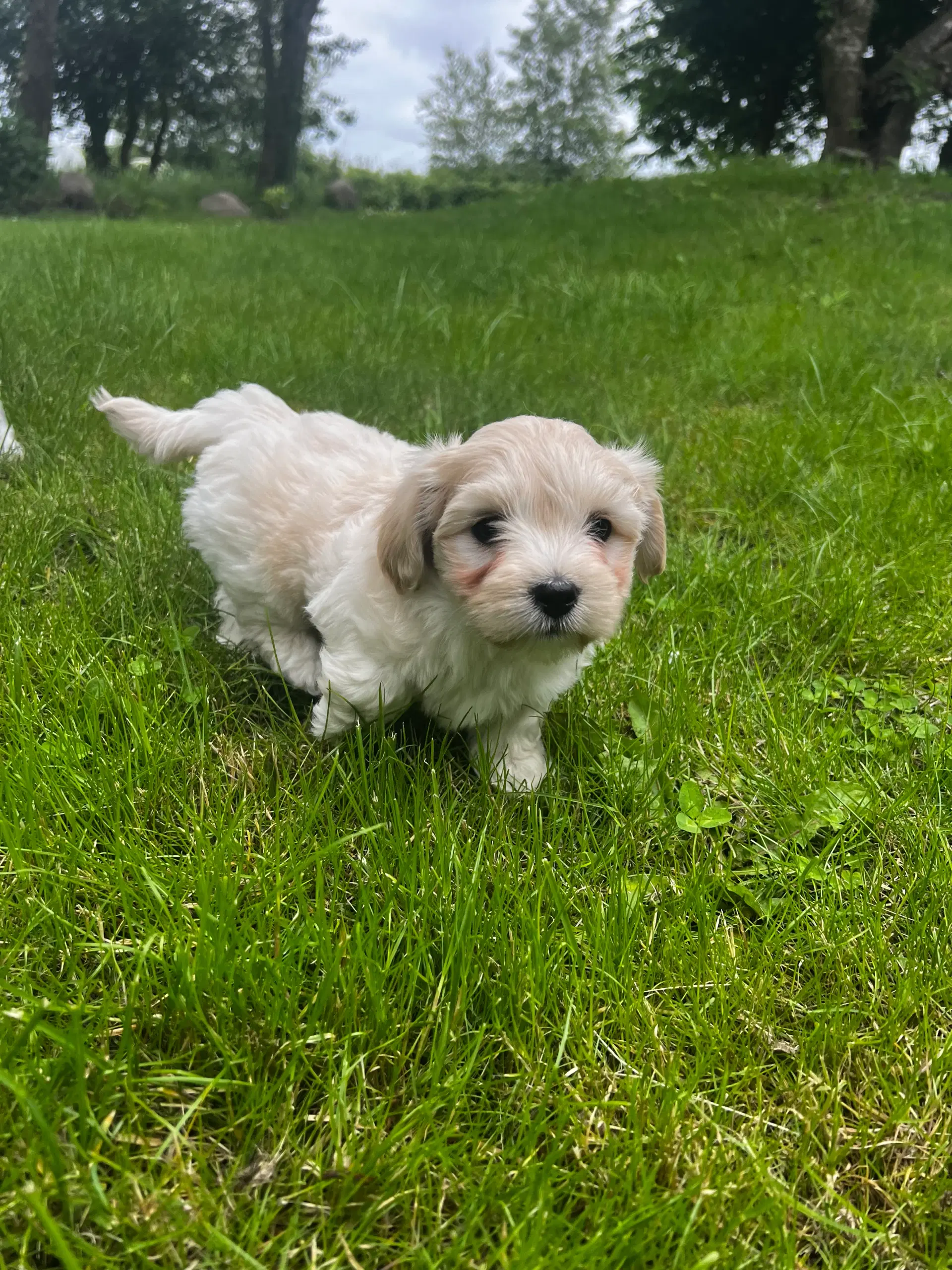 Coton de tulear / shih tzu