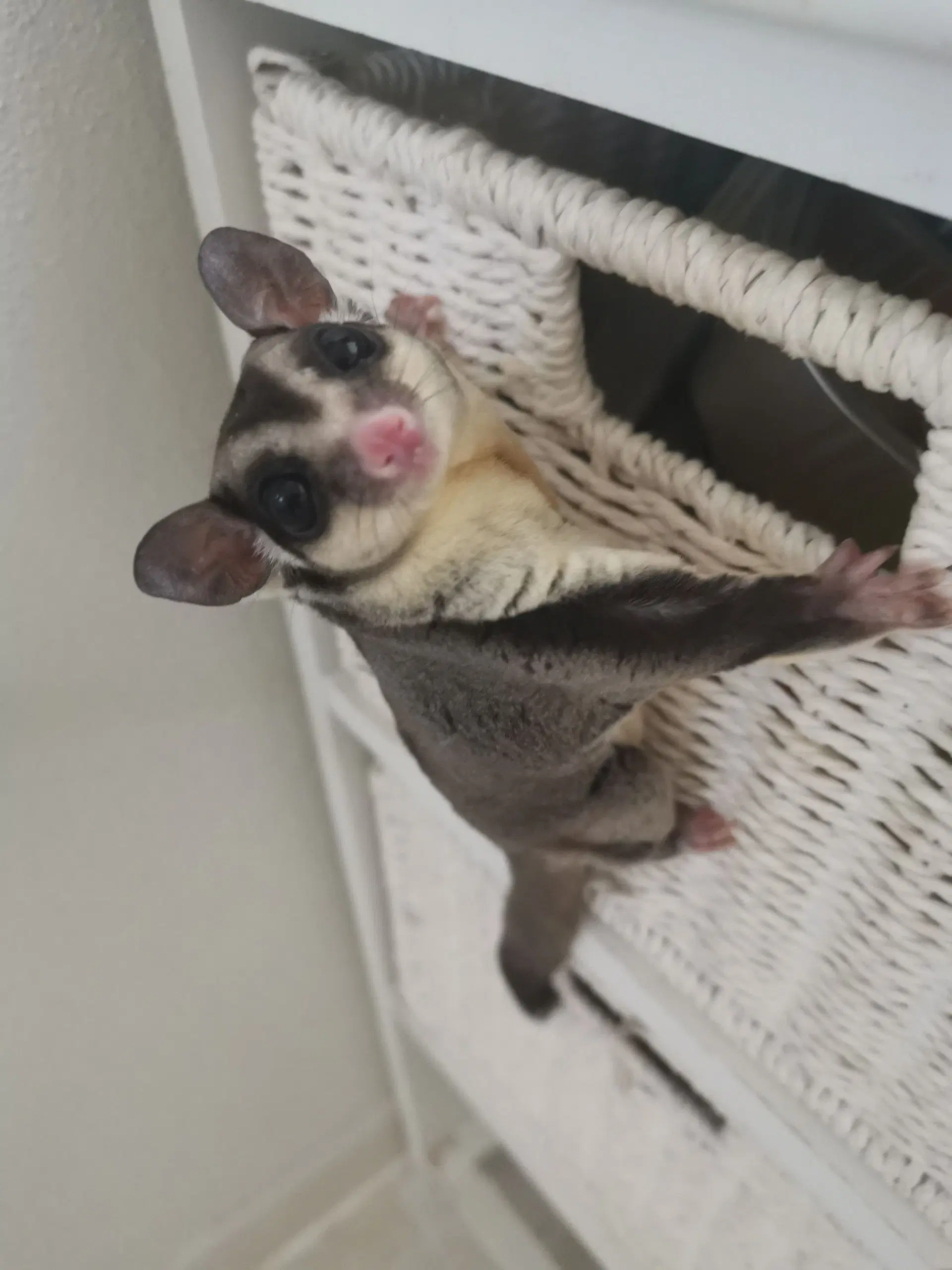 Sugarglider