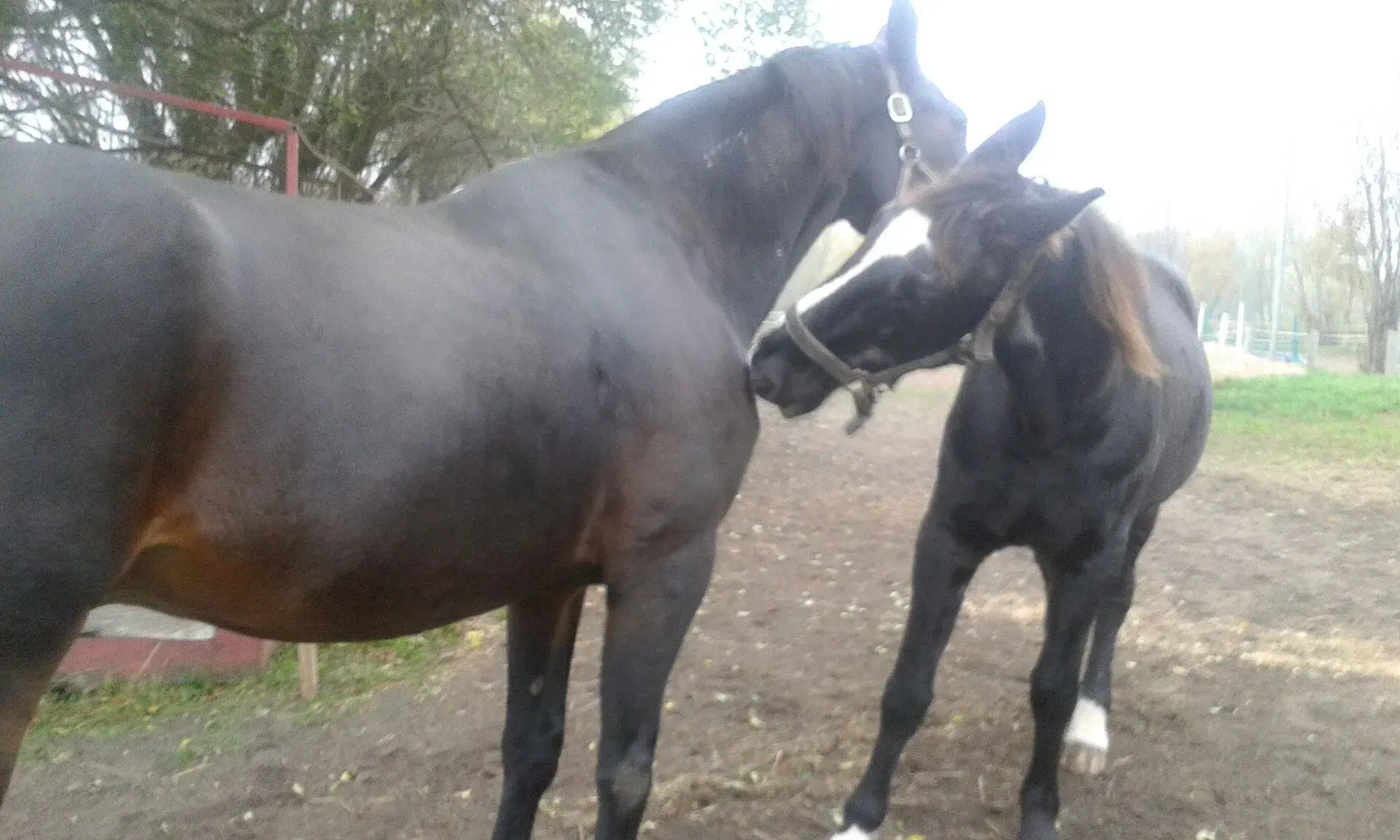 Hest købes/lånes