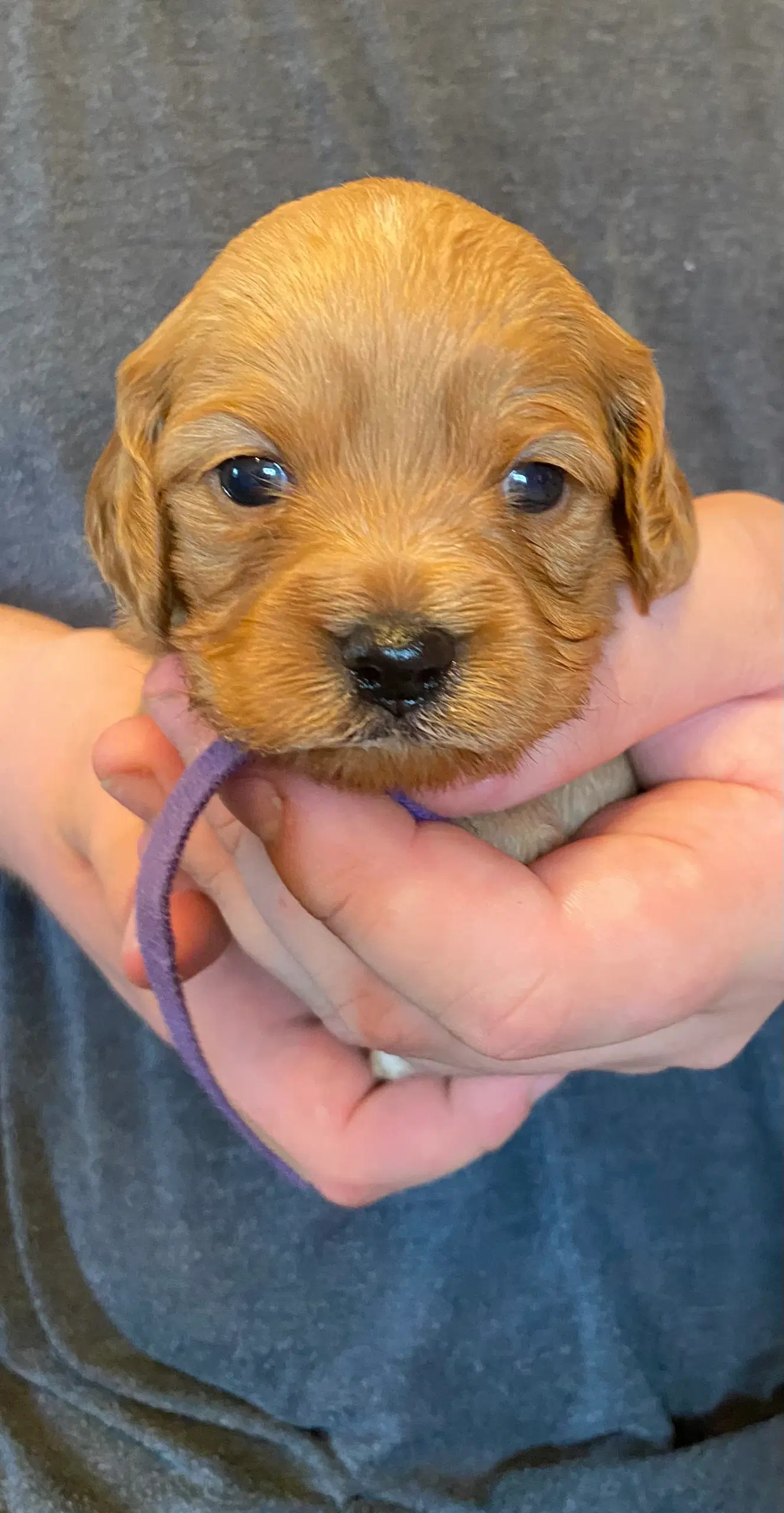 Cavapoo babyer