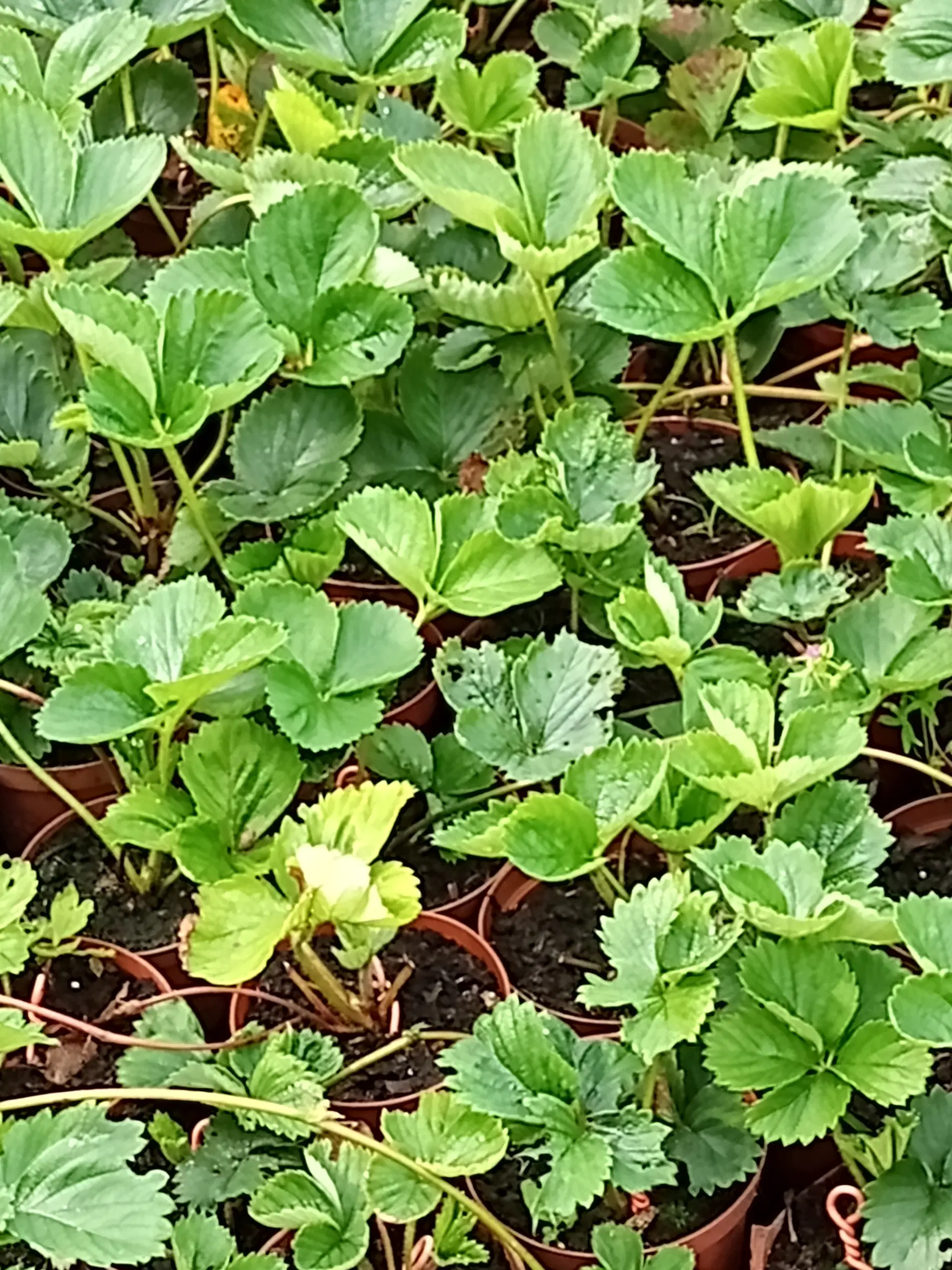 Jordbær planter