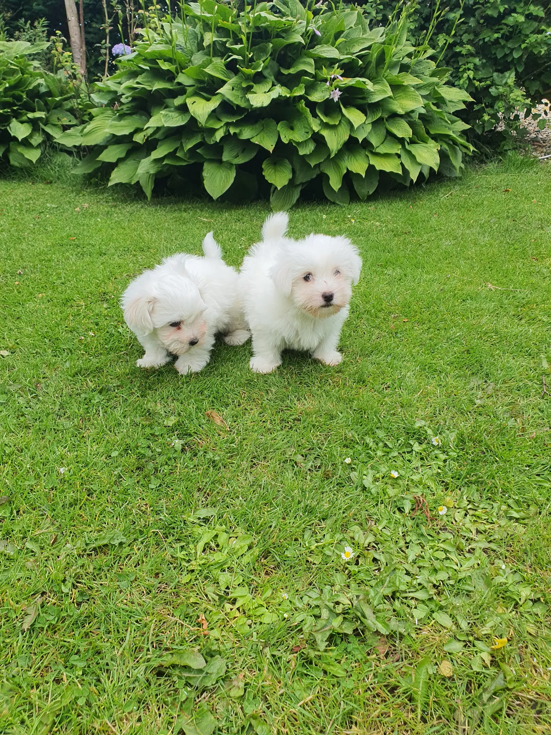 Coton de Tulear hvalpe