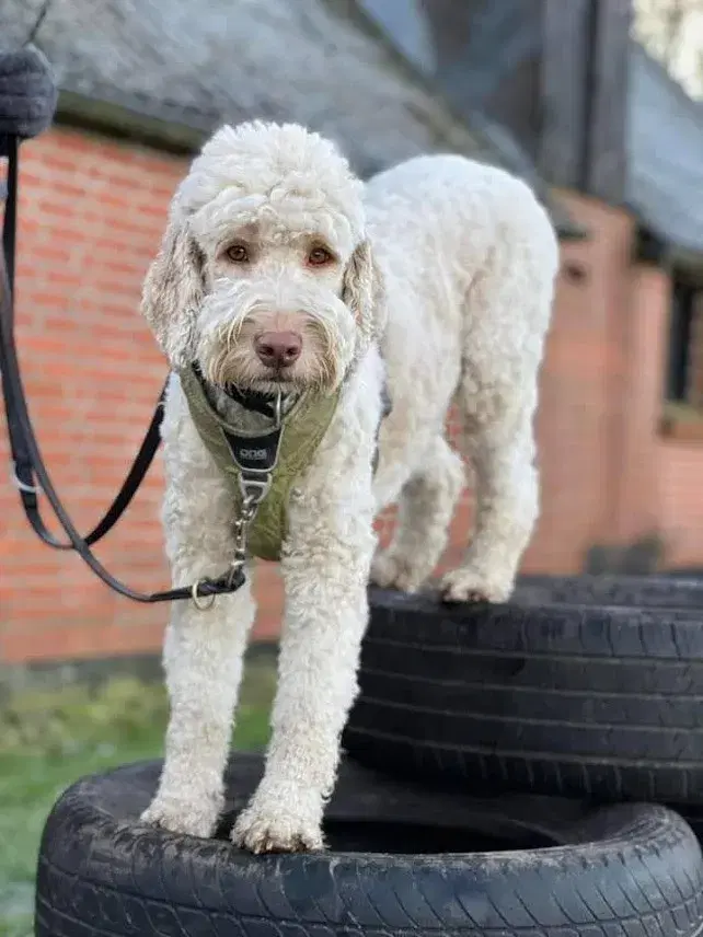 Labradoodle hvalpe