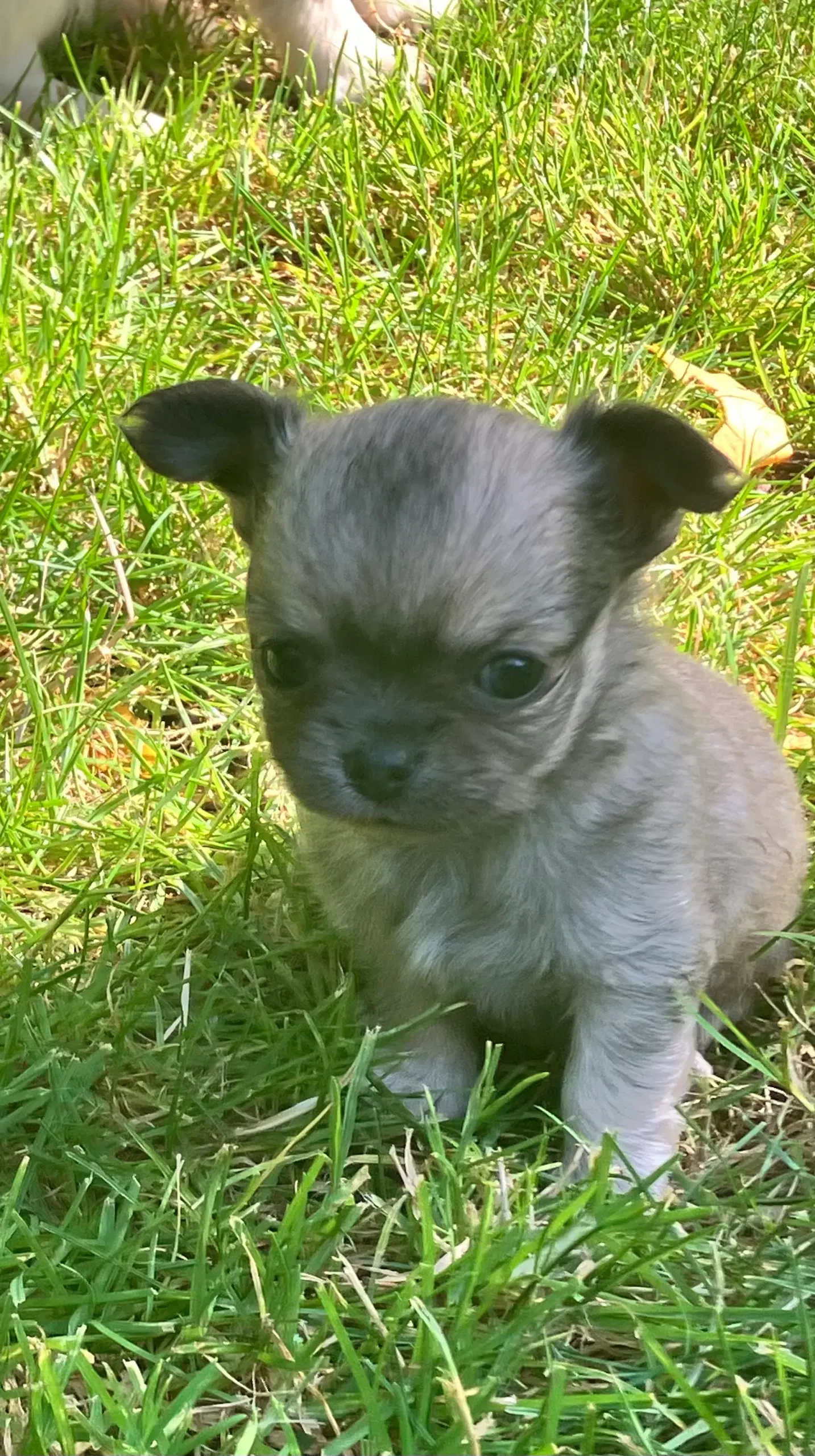 Dejlige  Chihuahua hvalpe med stamtavle