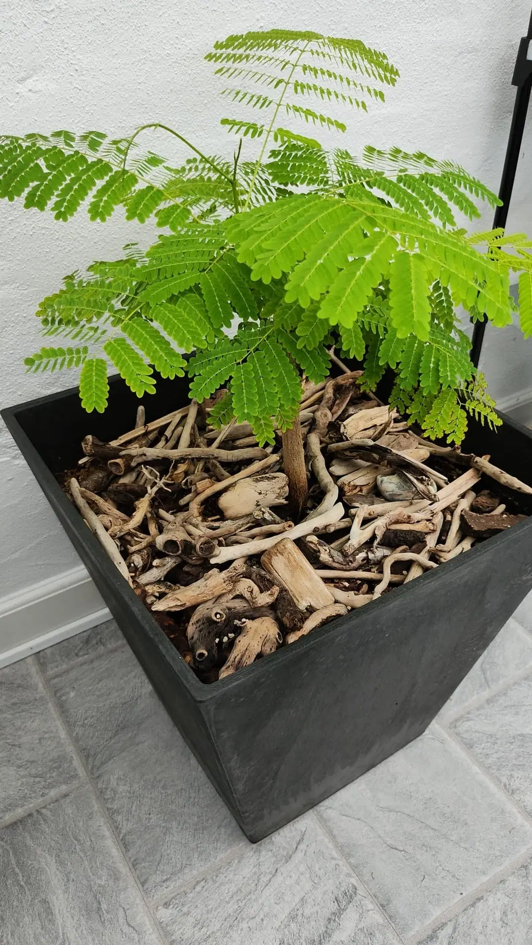 20 Frø Af Delonix Regia Royal (Gul) Meget sjælden