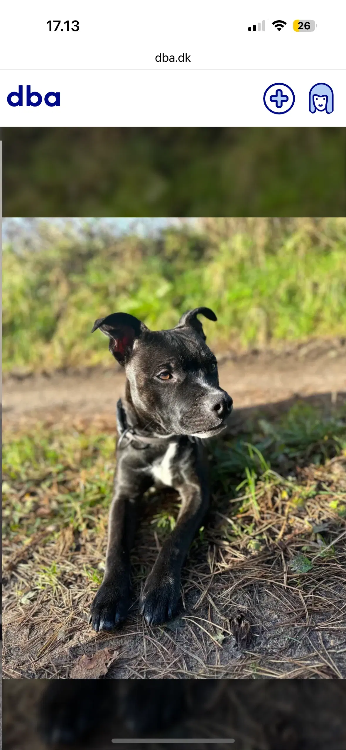 staffordshire bull terrier