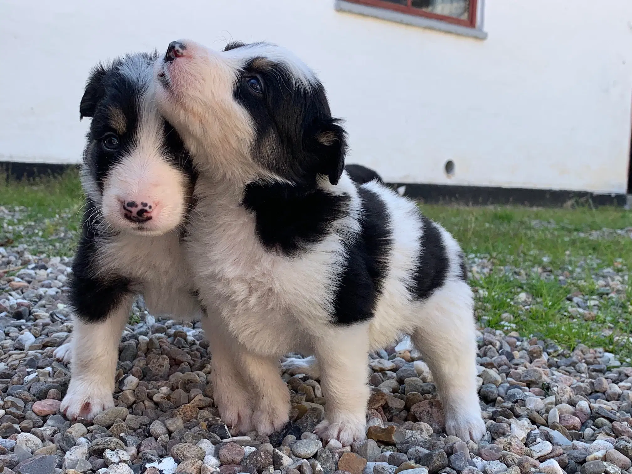 Border Collie hvalpe