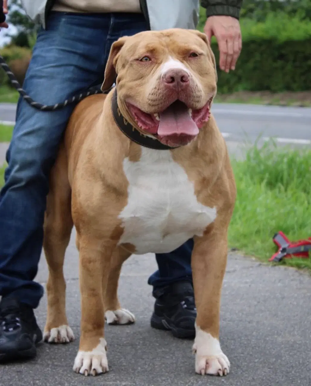 Avl King Zeus American Bully