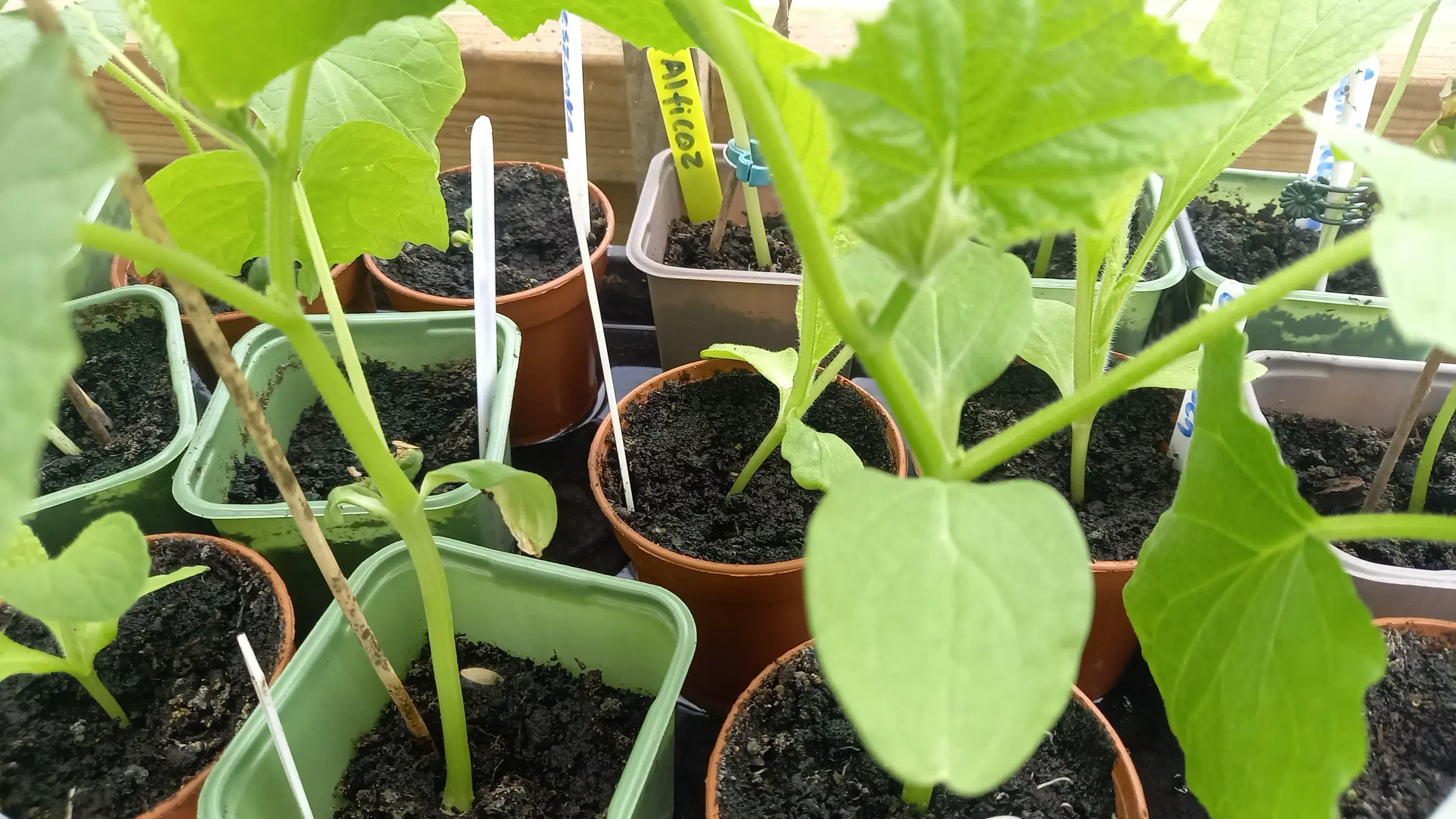 Agurk og tomat planter