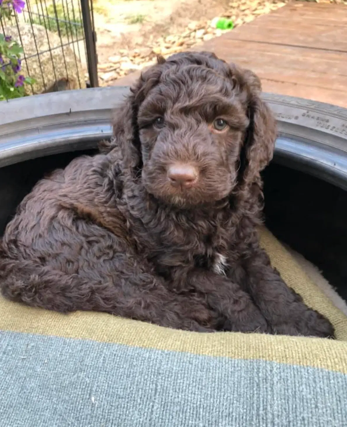 Labradoodle hvalpe Multigen