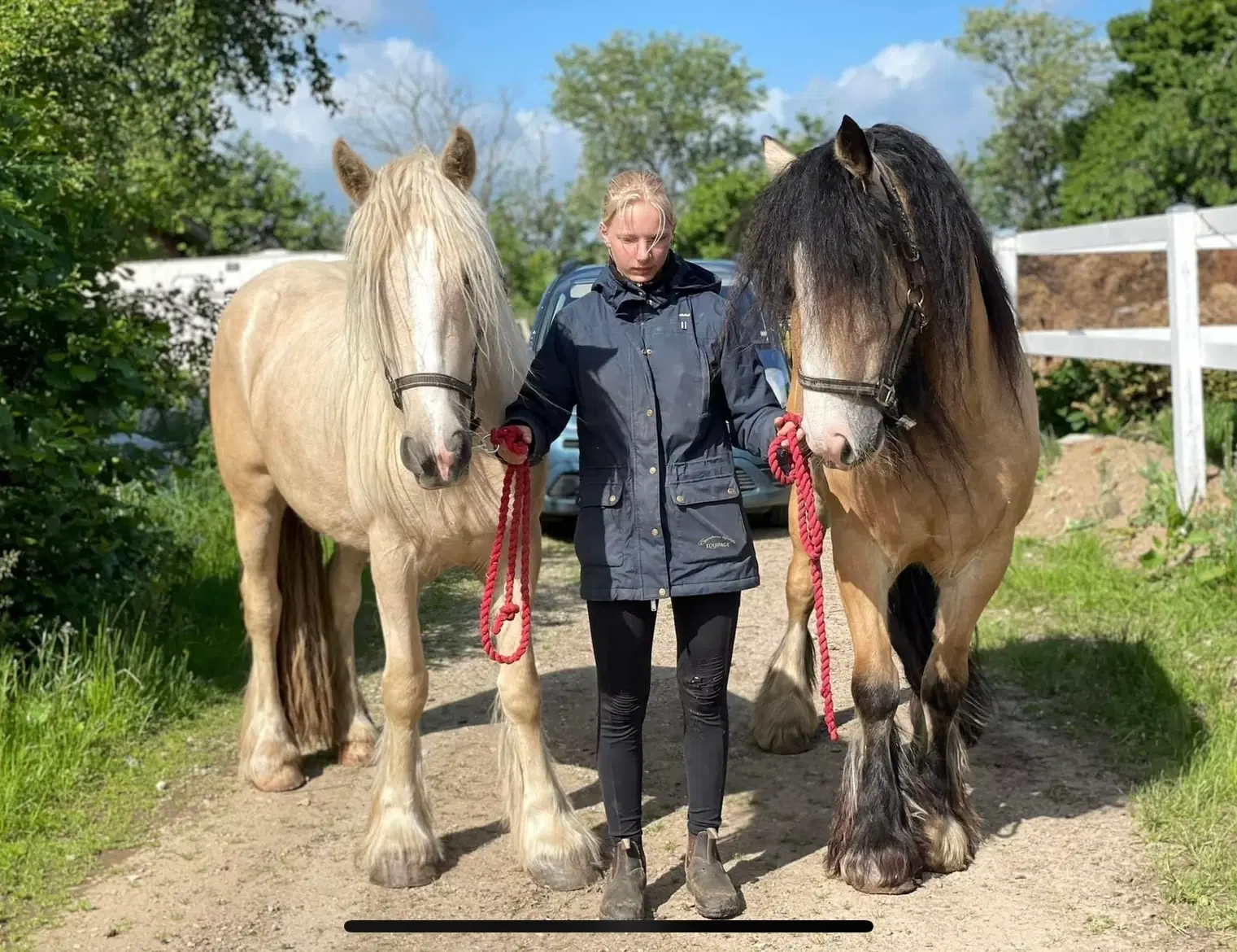 Irish cob hoppe palomino