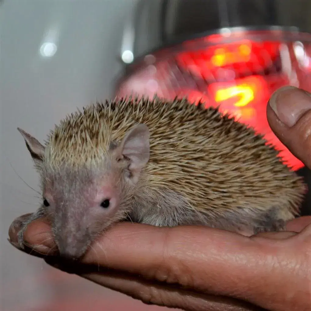 Tenrec