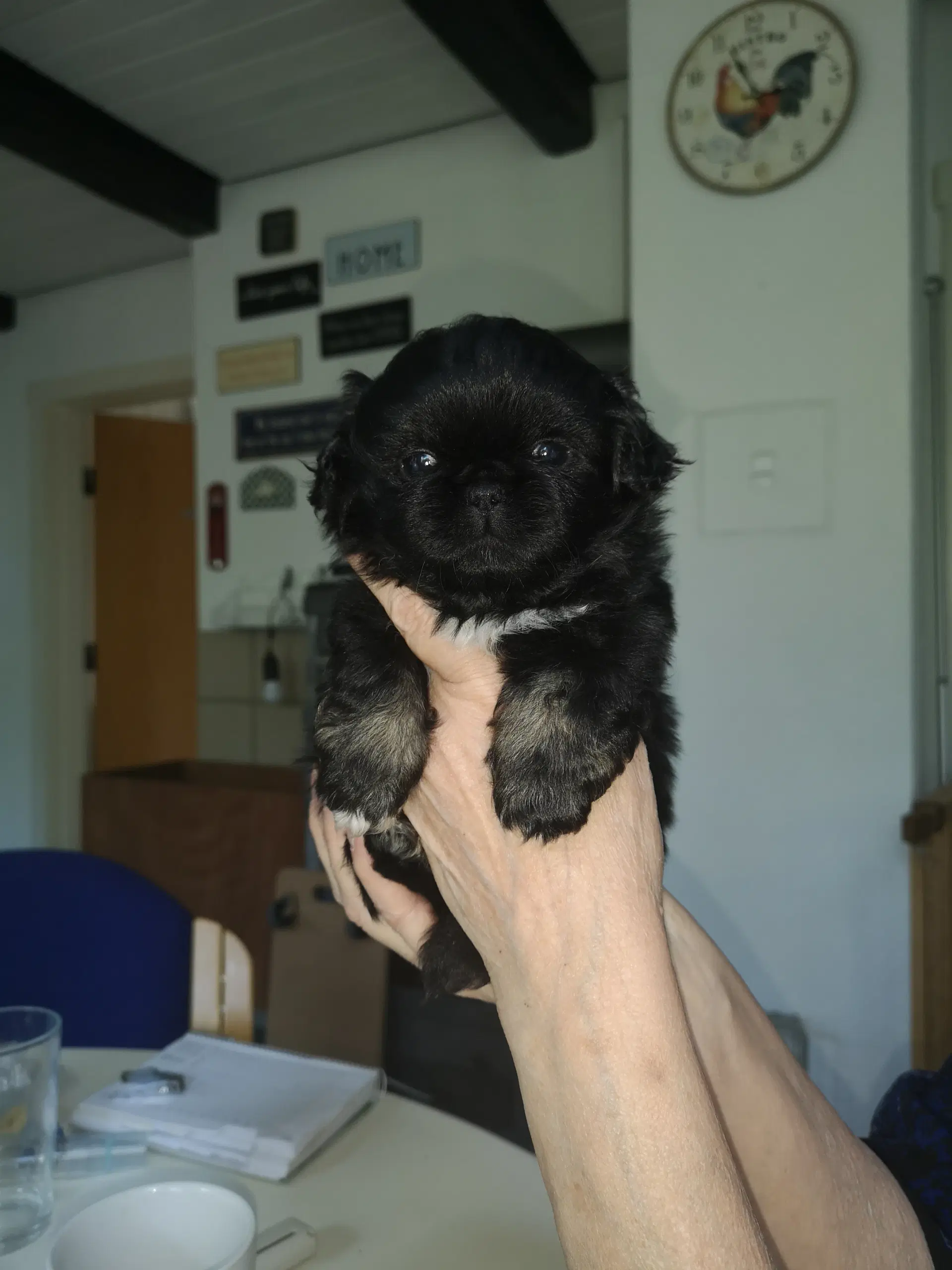 Pekingeser hvalpe 3 drenge