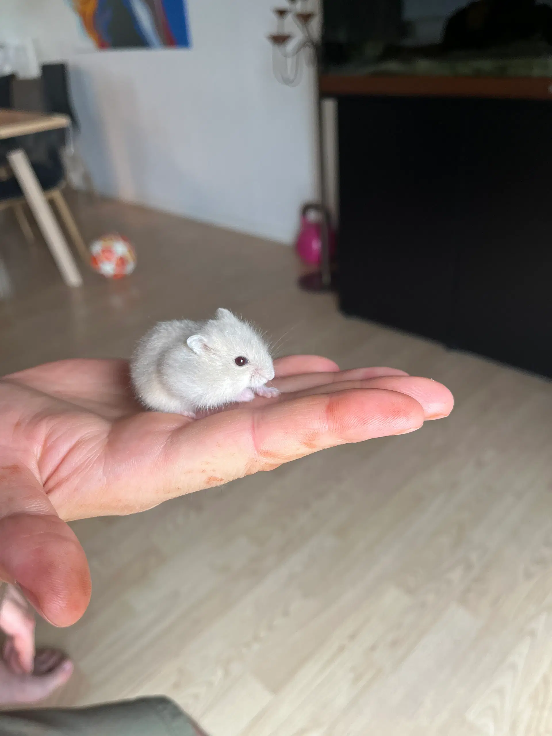 Dværg hamster