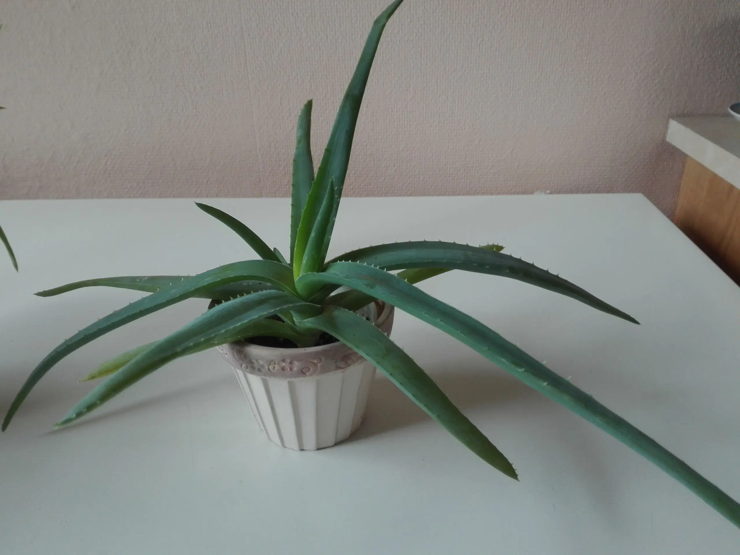 Aloe Vera stueplanter