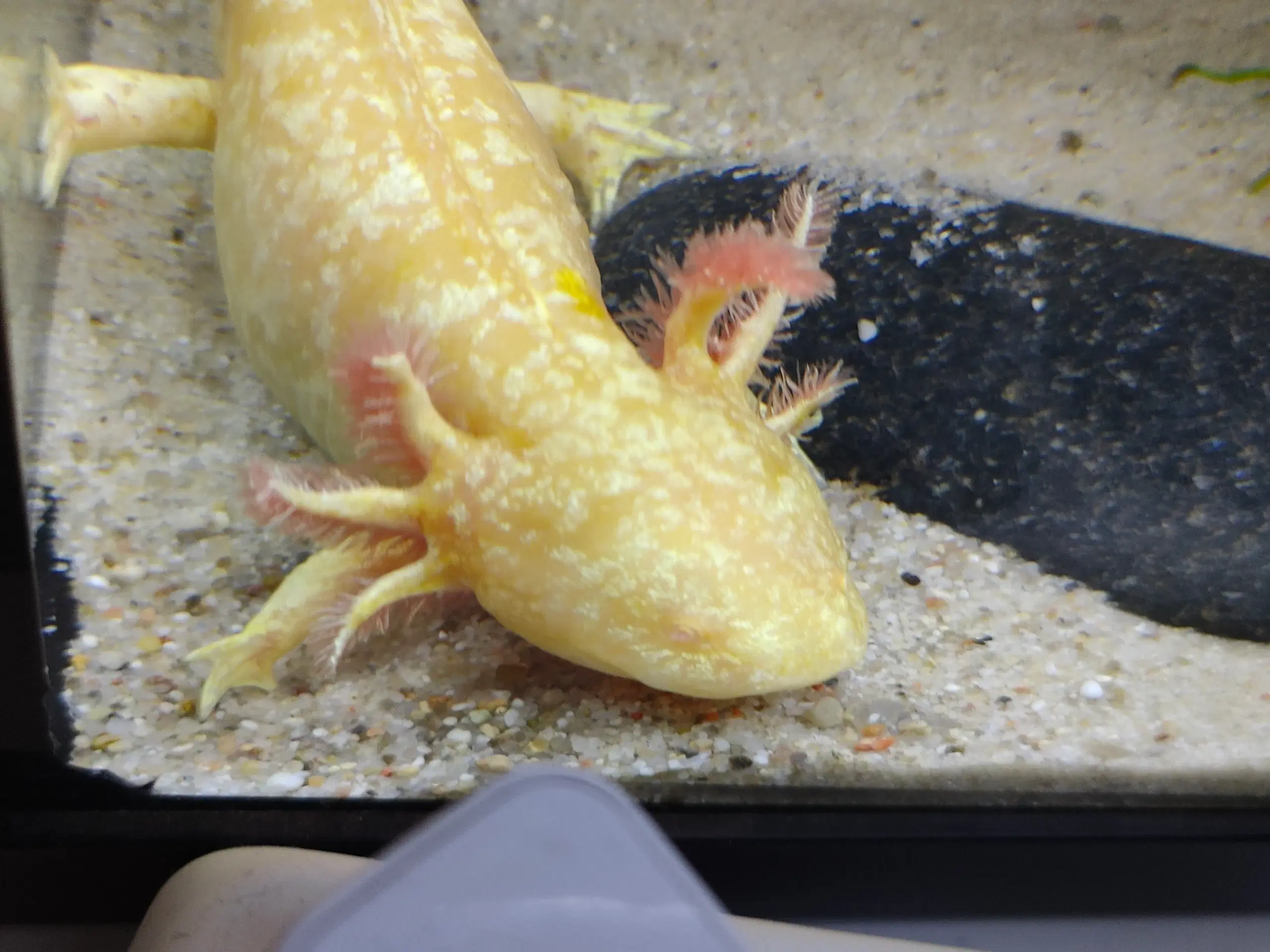 Axolotl