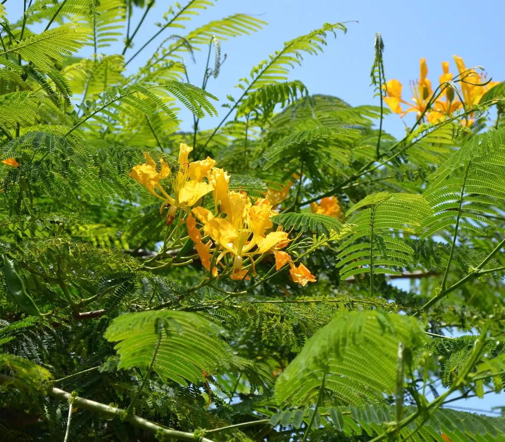 20 Frø Af Delonix Regia Royal (Gul) Meget sjælden