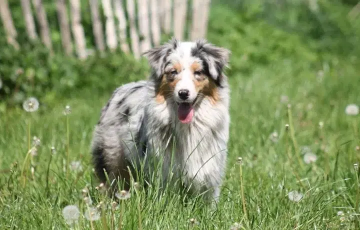 Australian Shepherd Tæve fra Nov 23