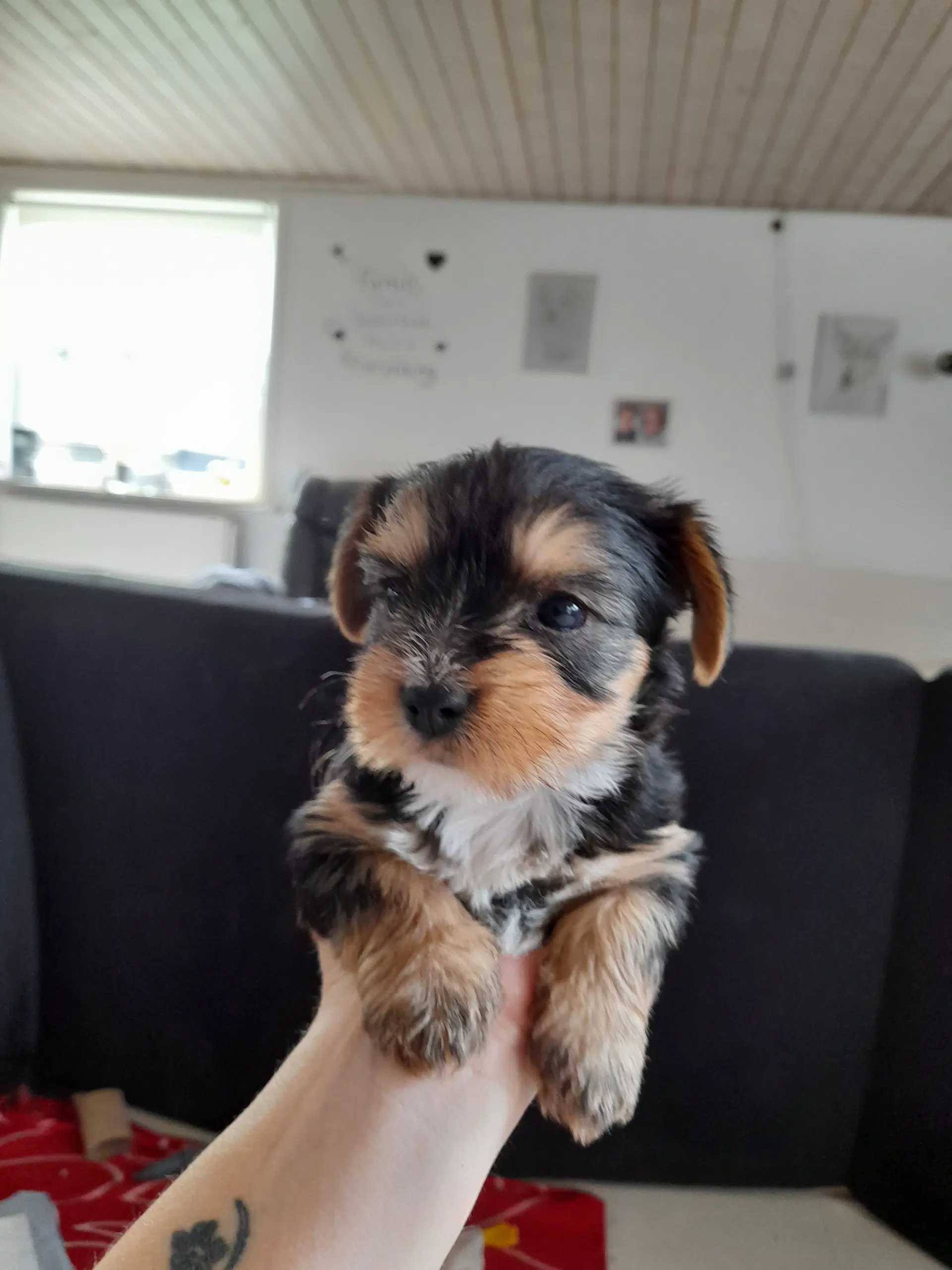 Yorkshire terrier hvalpe