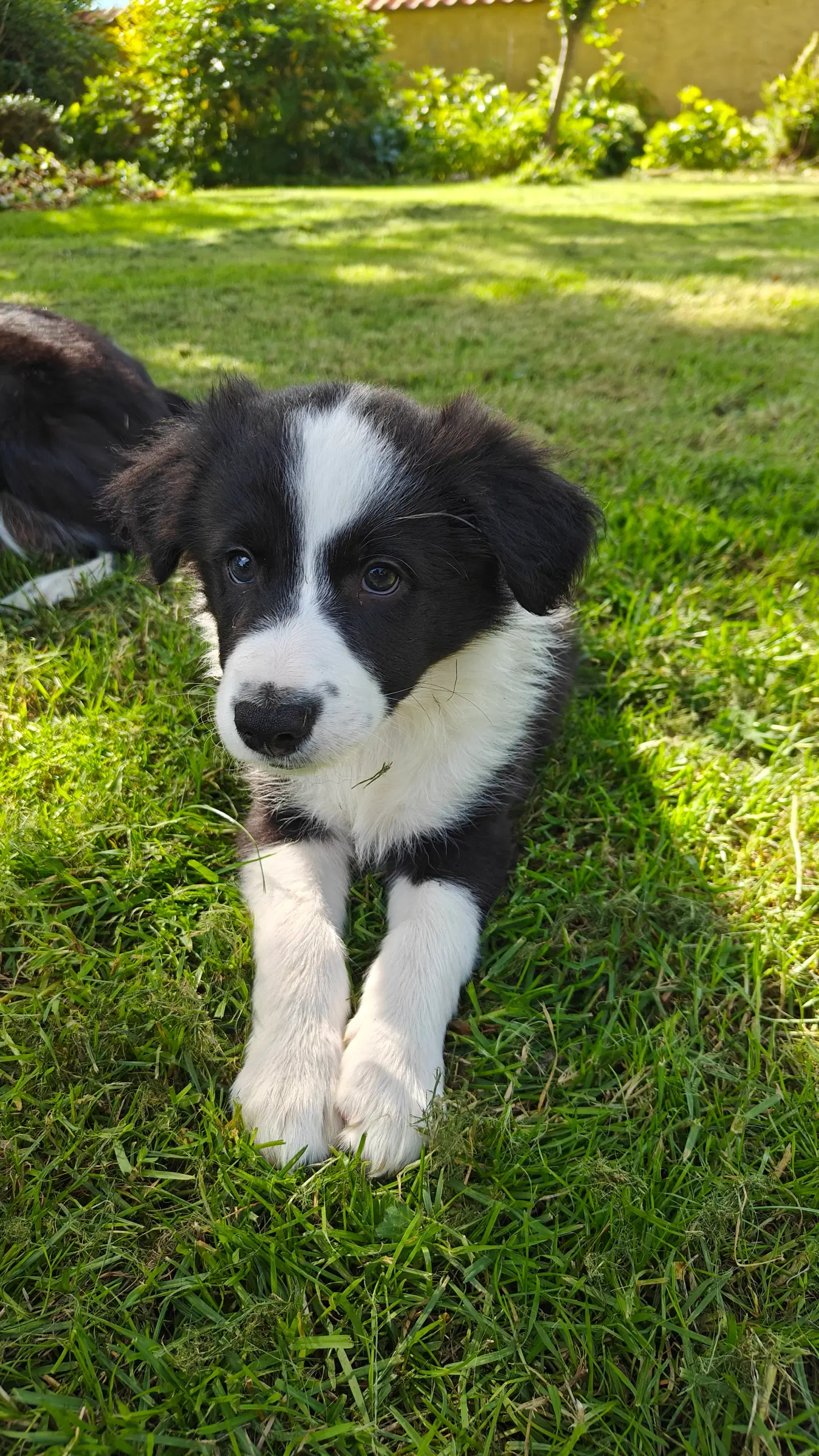 Border Collie/Australian Shepherd hvalpe