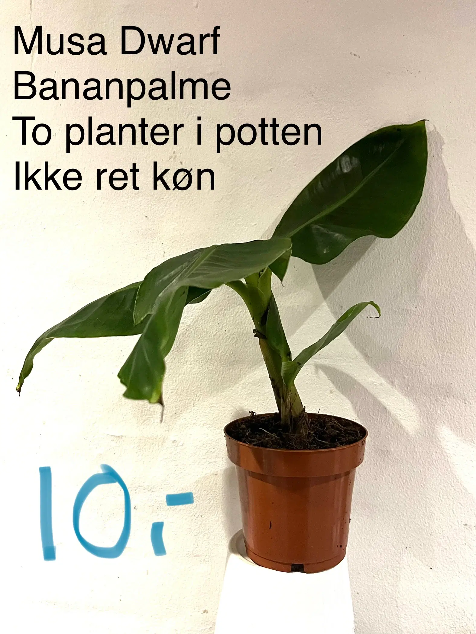 Mange smukke stueplanter