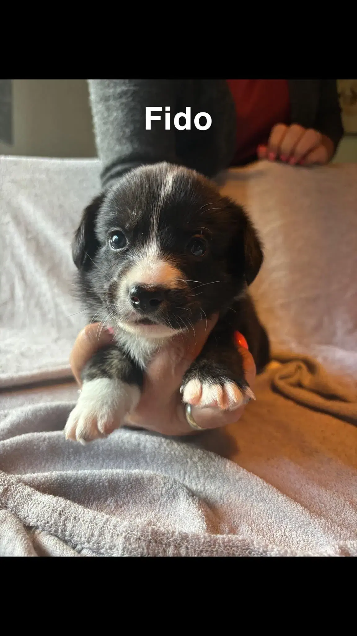 Welsh Corgi Cardigan hvalpe