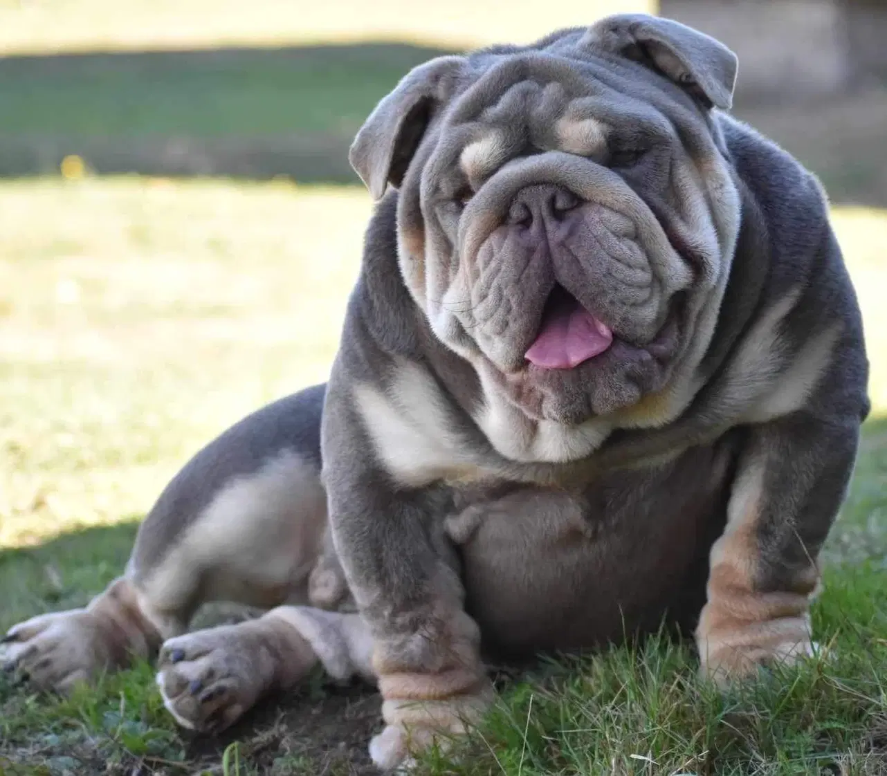 Bulldog