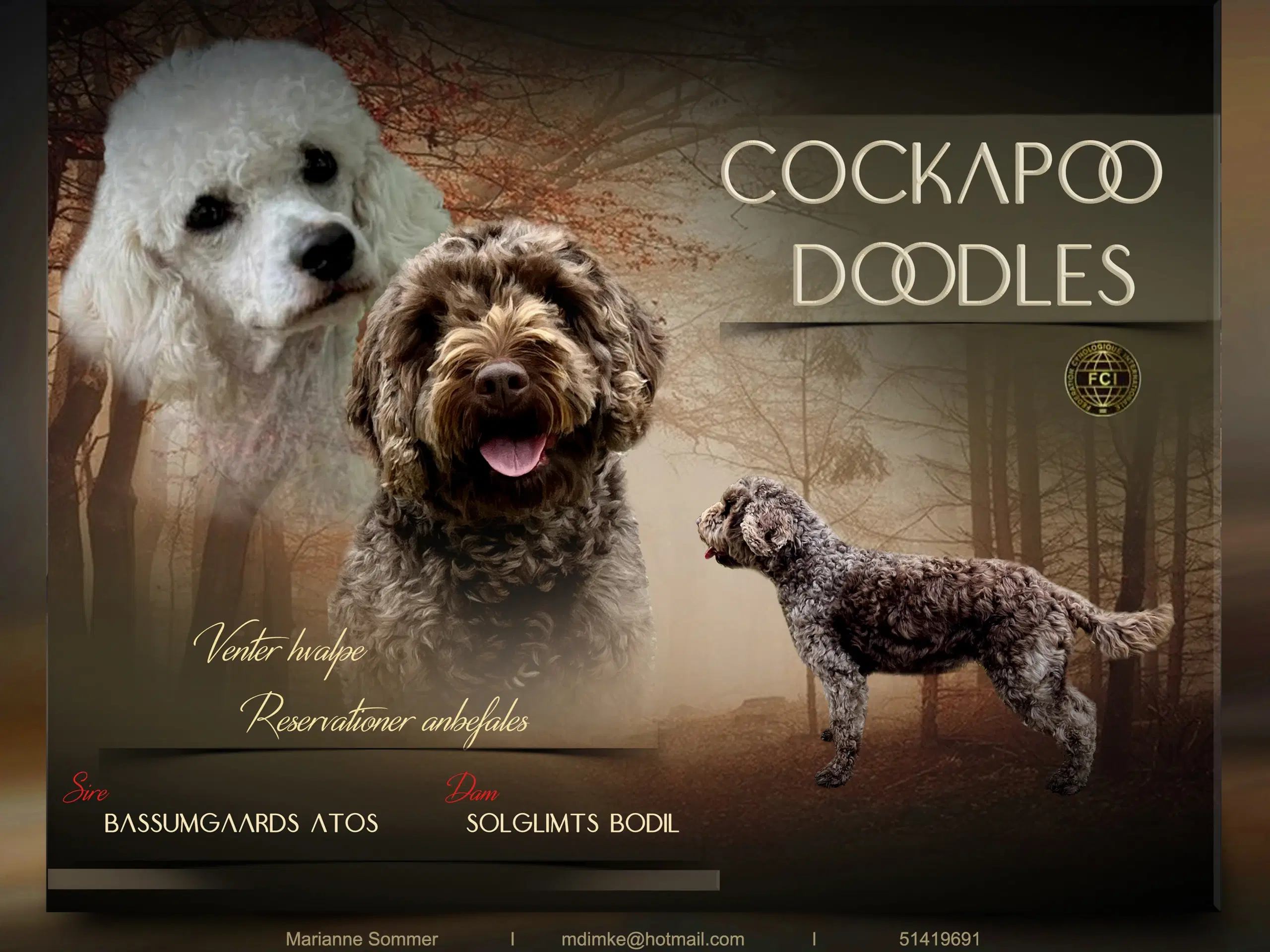 Cockapoo hvalpe ventes