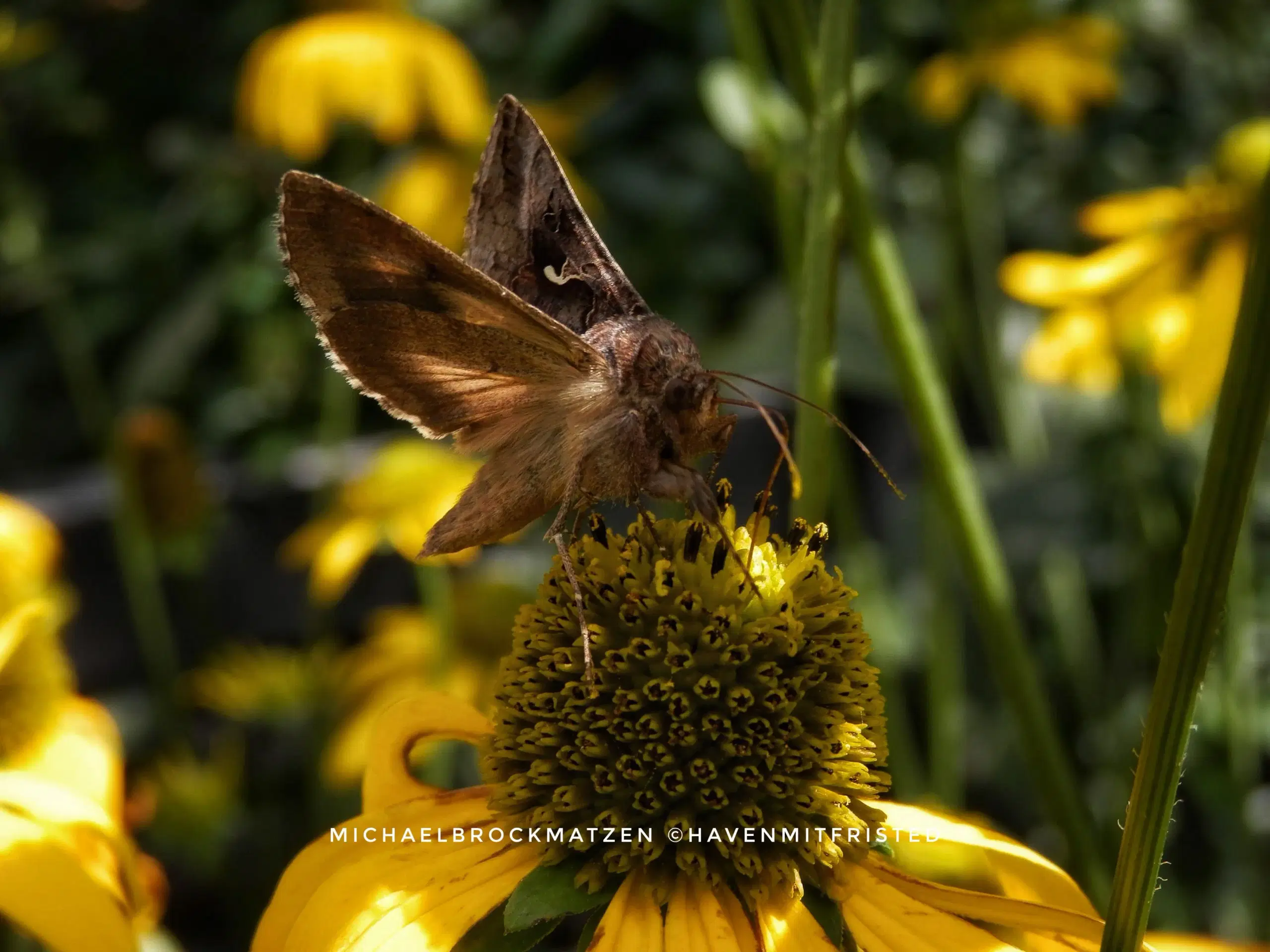 Gul Rudbeckia