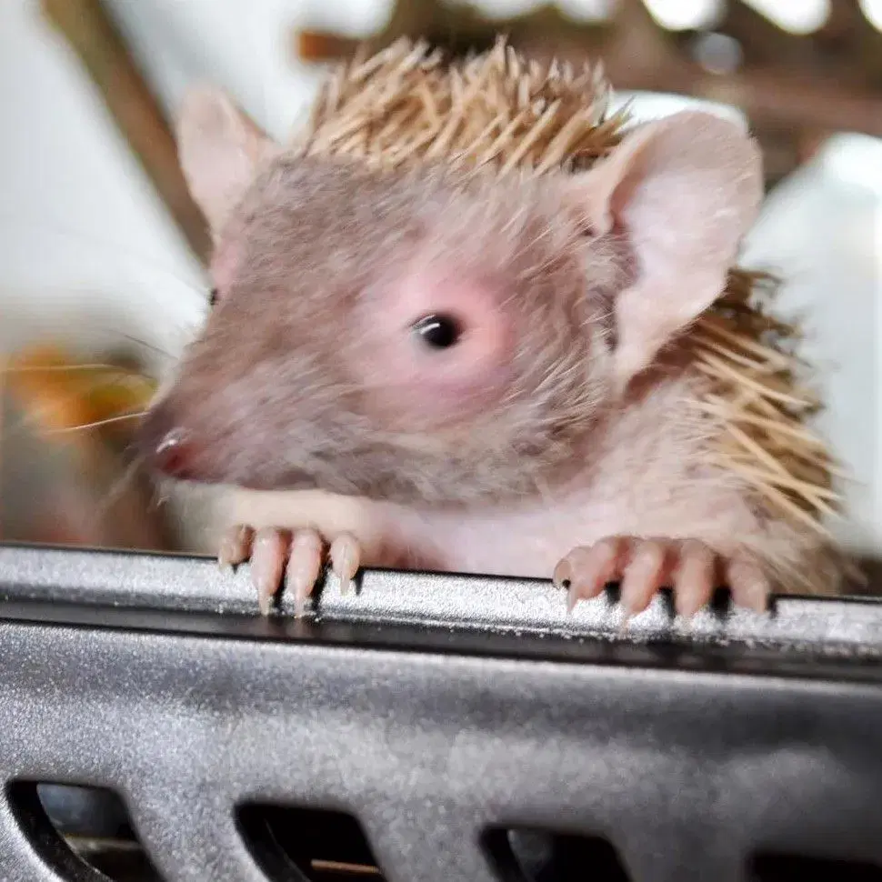 Tenrec